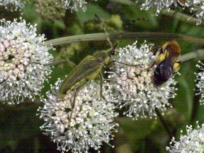 lepturobosca_virens1md