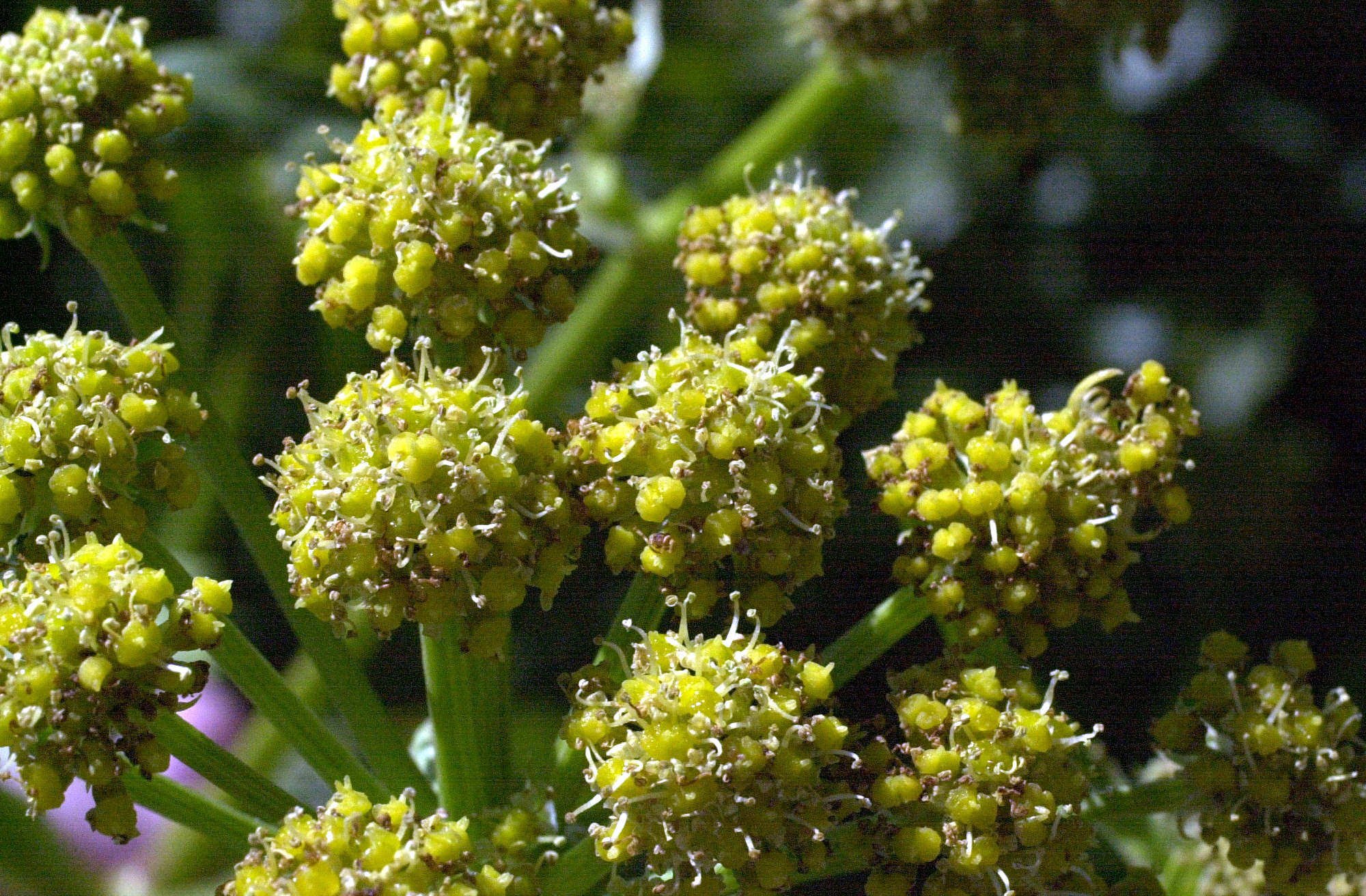 levisticum_officinale2md