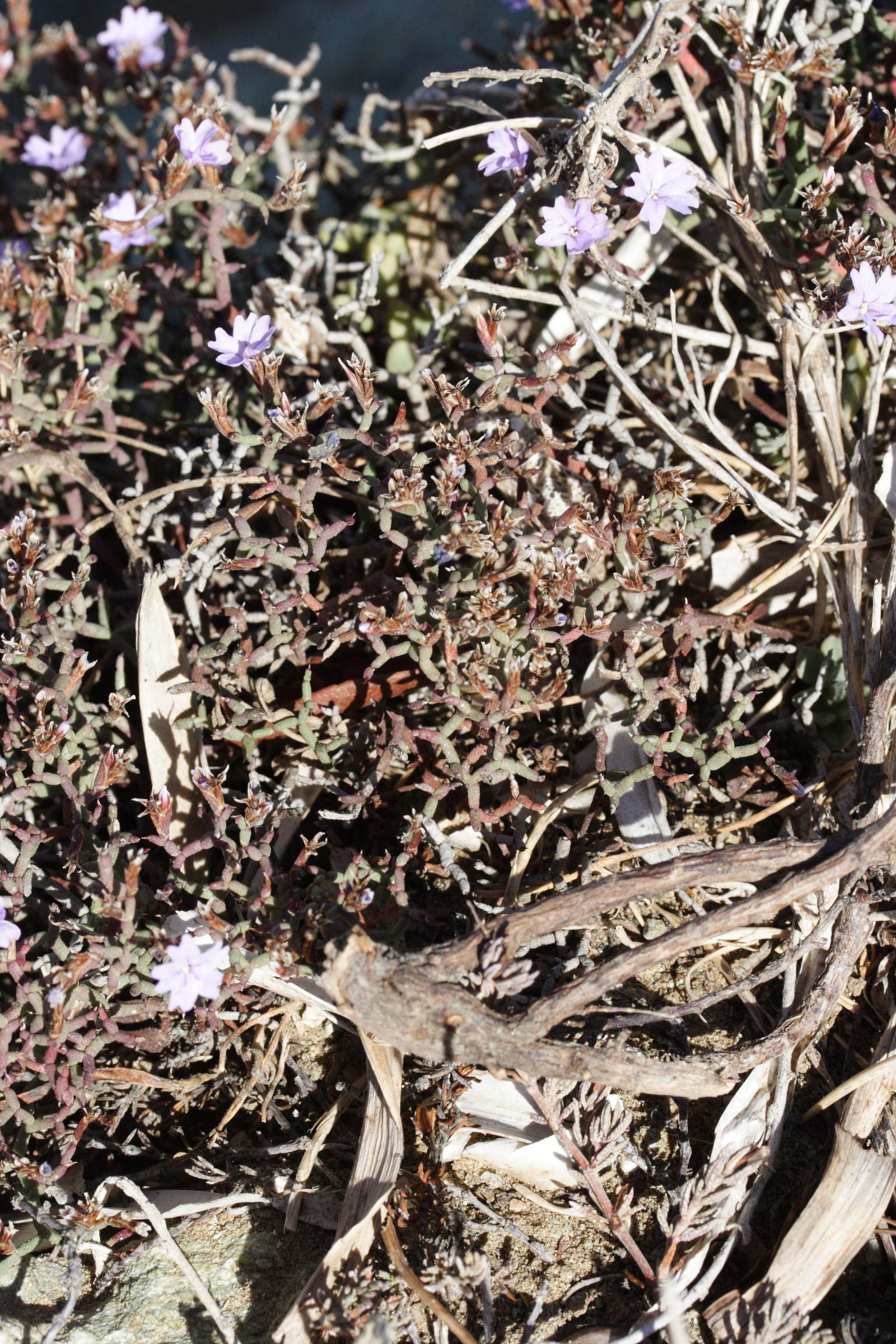 Afficher le média limonium_contortirameum1md limonium_contortirameum1md