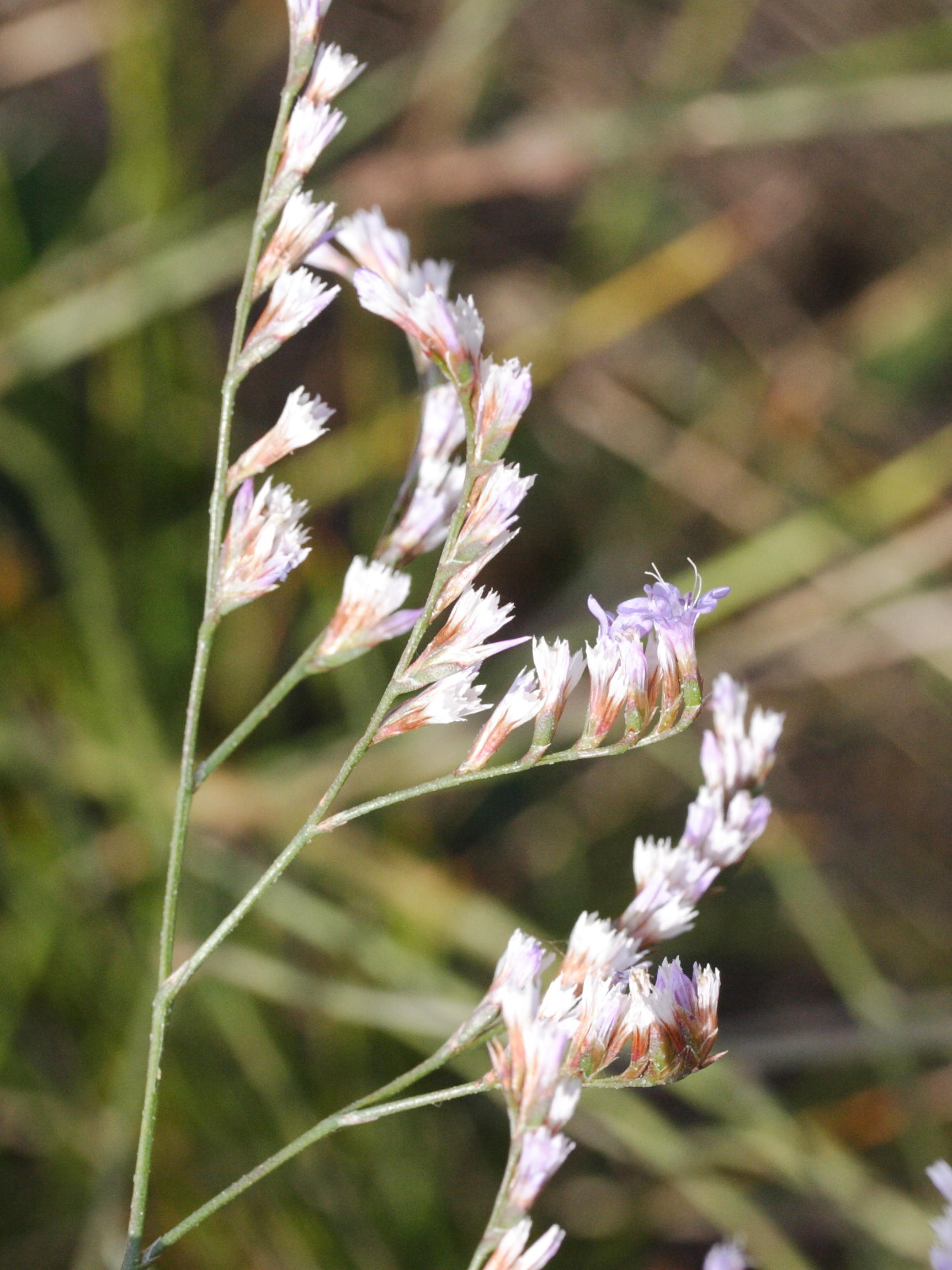 Afficher le média limonium_narbonense3md limonium_narbonense3md