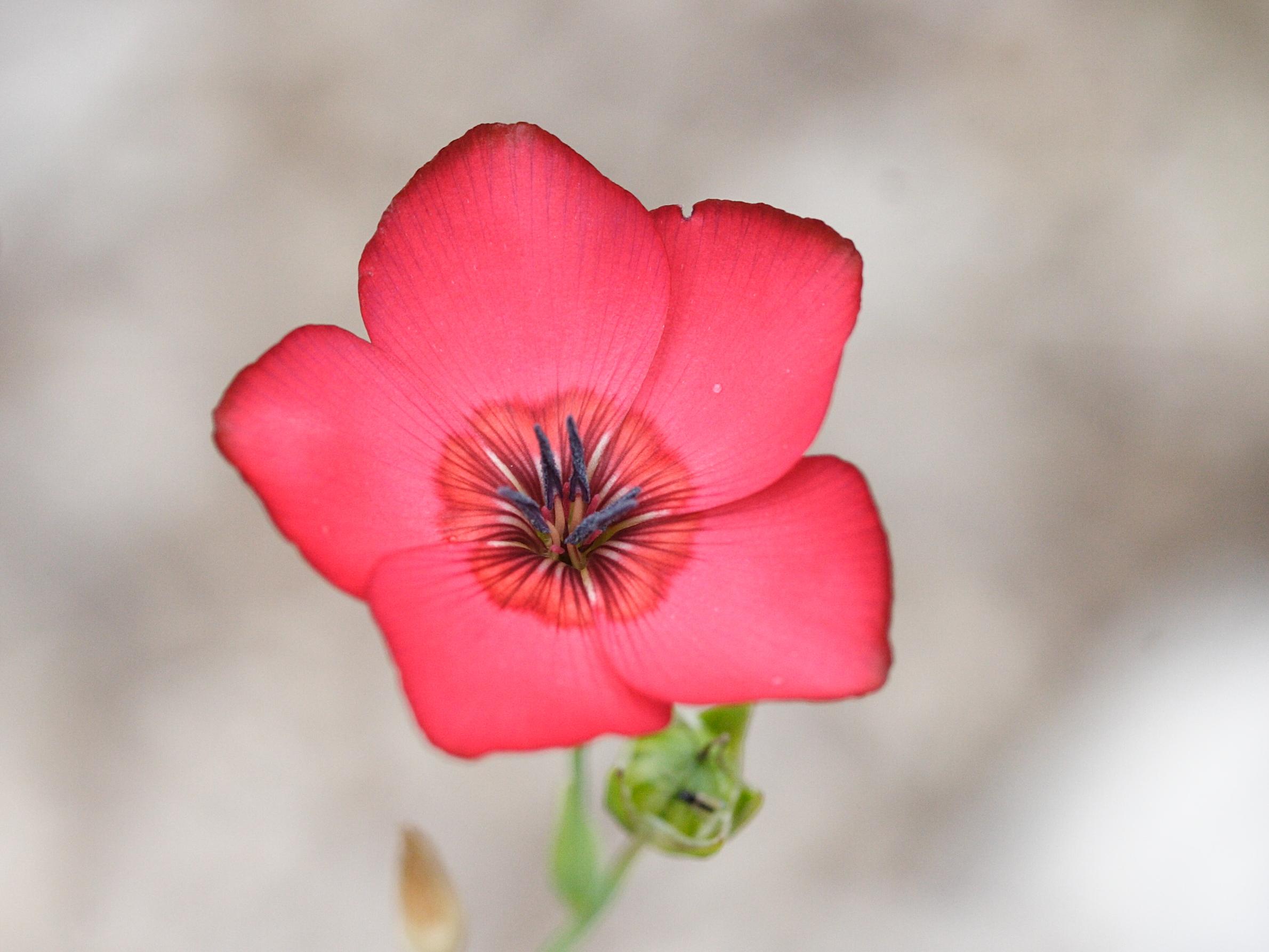 Afficher le média linum_grandiflorum2md linum_grandiflorum2md