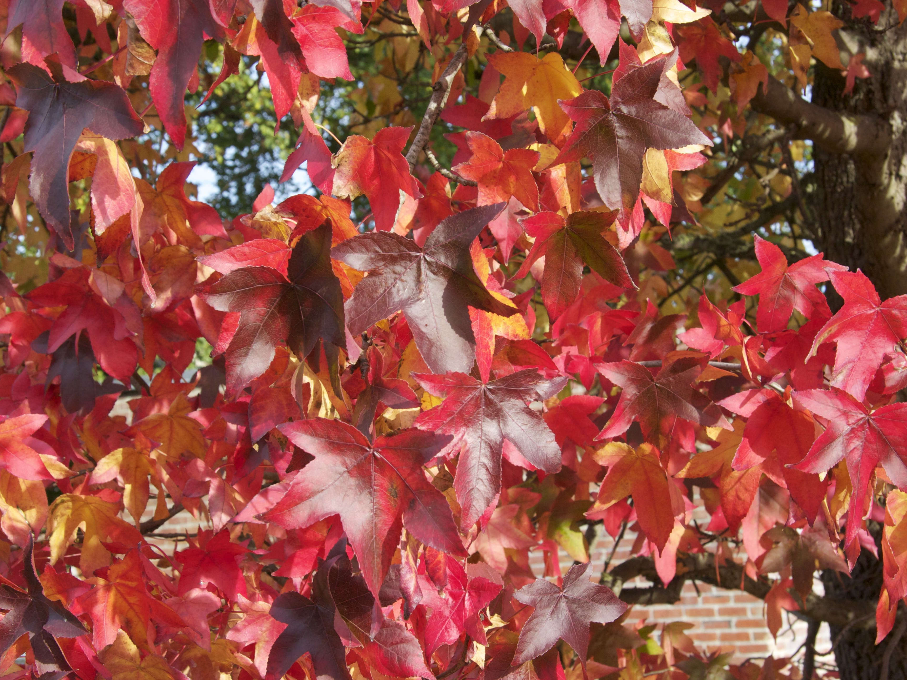 liquidambar_styraciflua4bmd