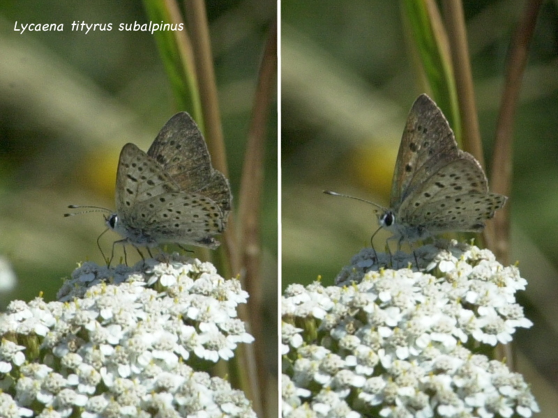lycaena_tityrus_subalpinus1md