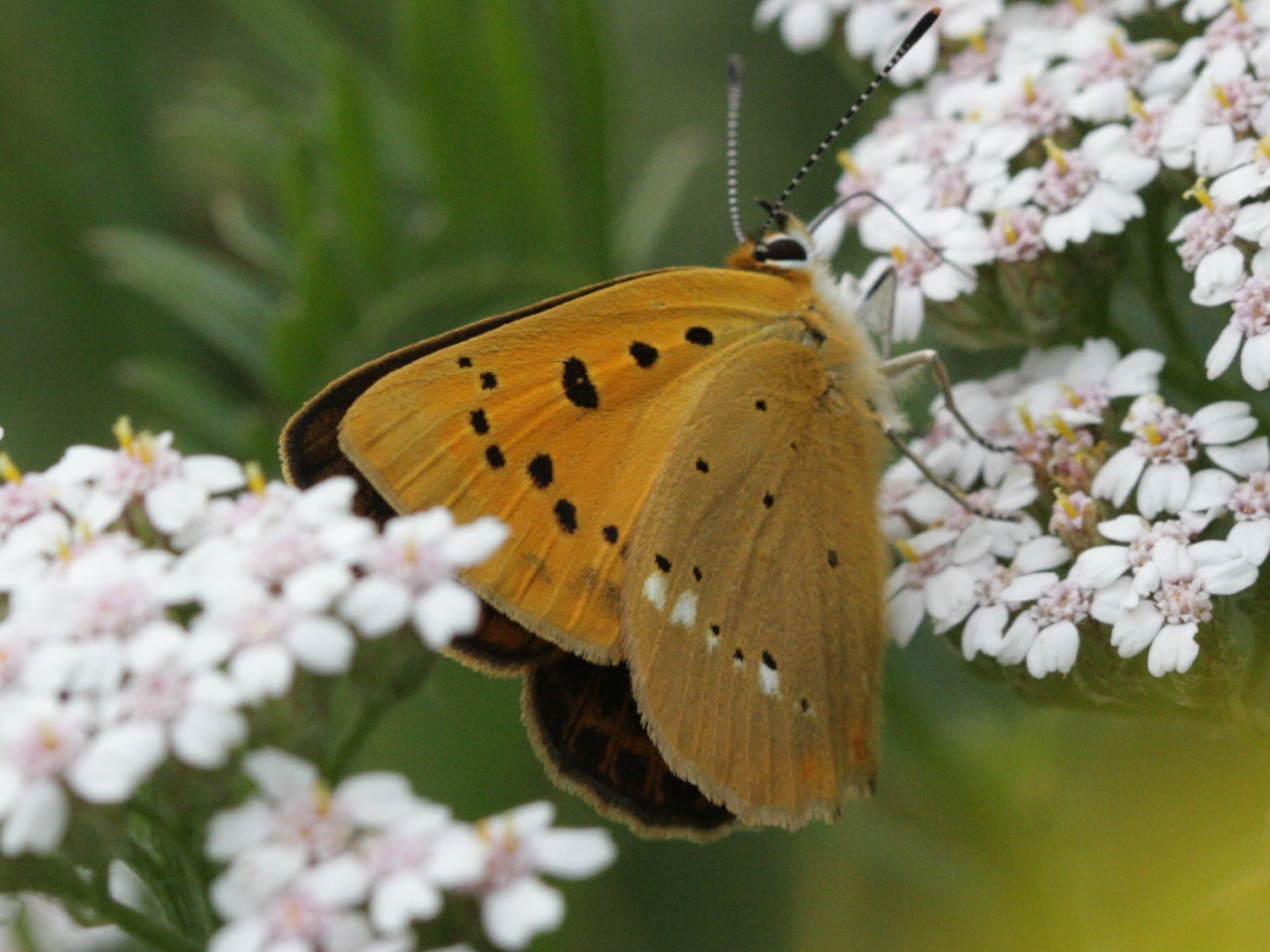 lycaena_virgaureae5bd