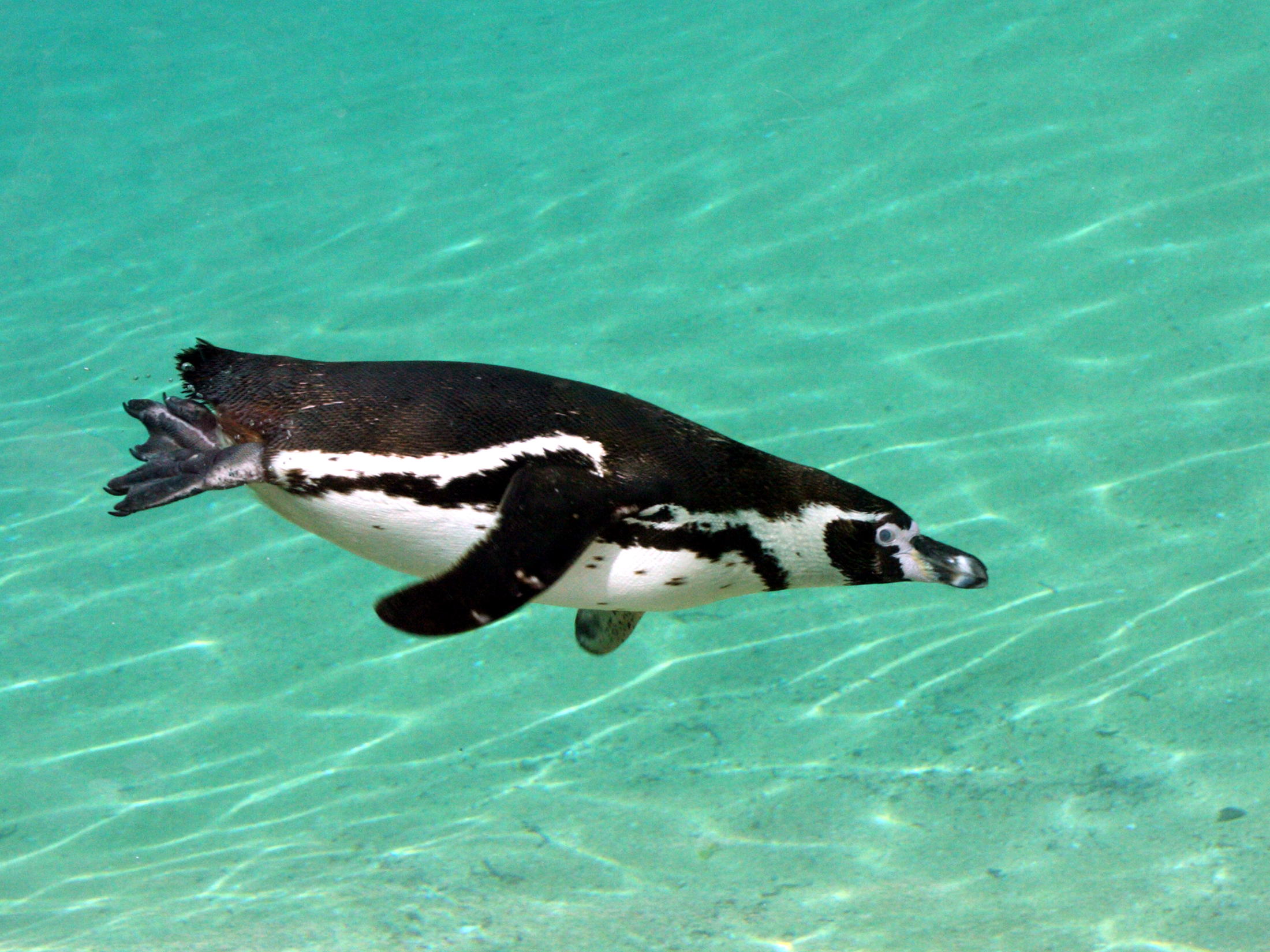 Afficher le média manchot_de_humboldt_-_spheniscus_humboldti2md manchot_de_humboldt_-_spheniscus_humboldti2md