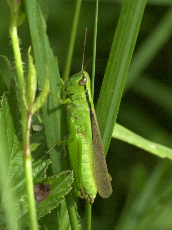 mecostethus_alliaceus1md