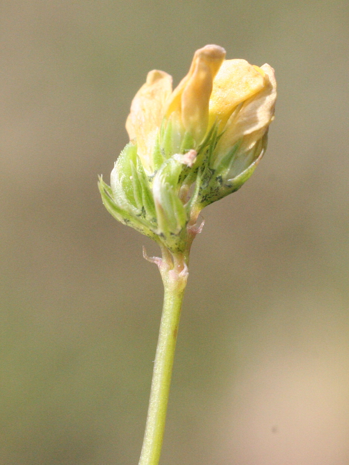 Afficher le média medicago_lupulina3md medicago_lupulina3md