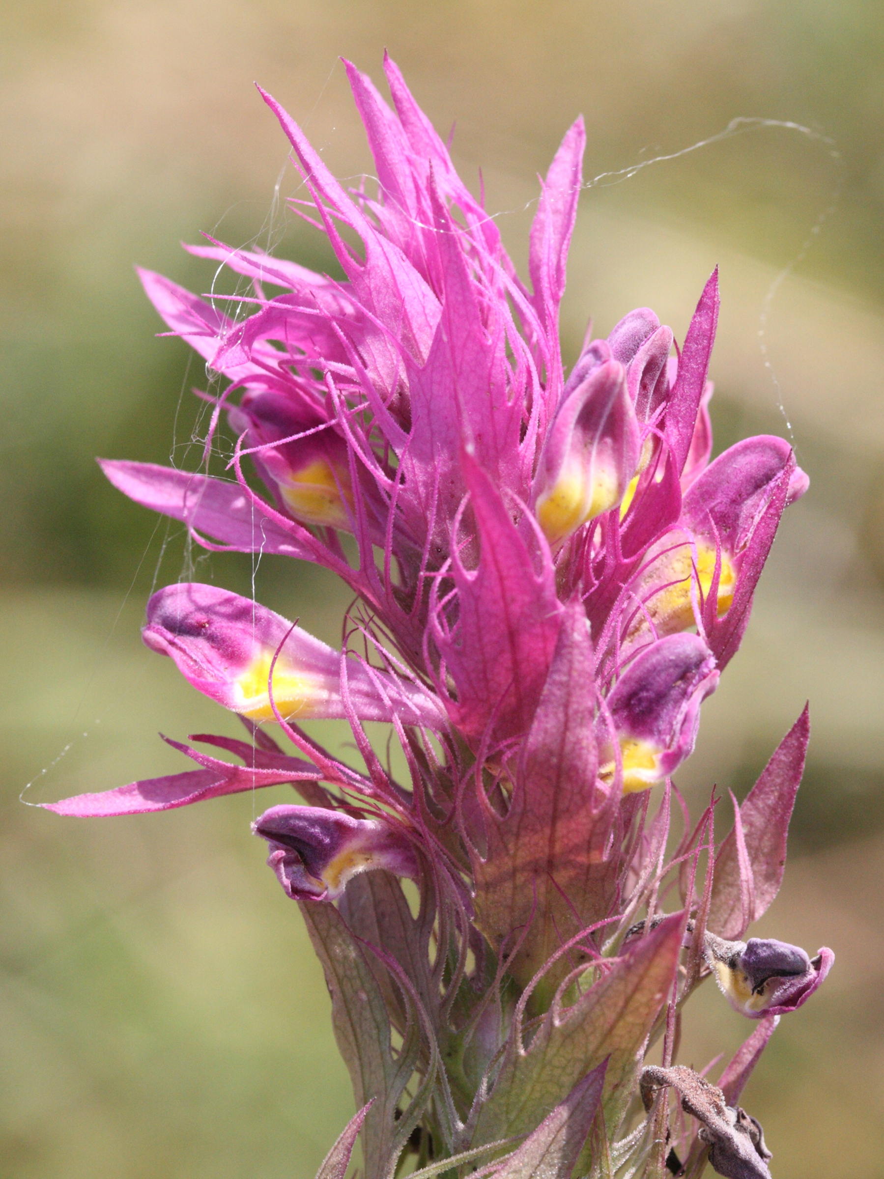 melampyrum_arvense2md