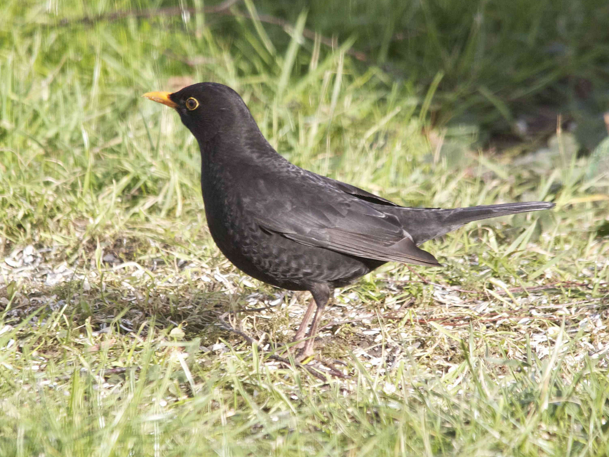 merle_noir_-_turdus_merula7md