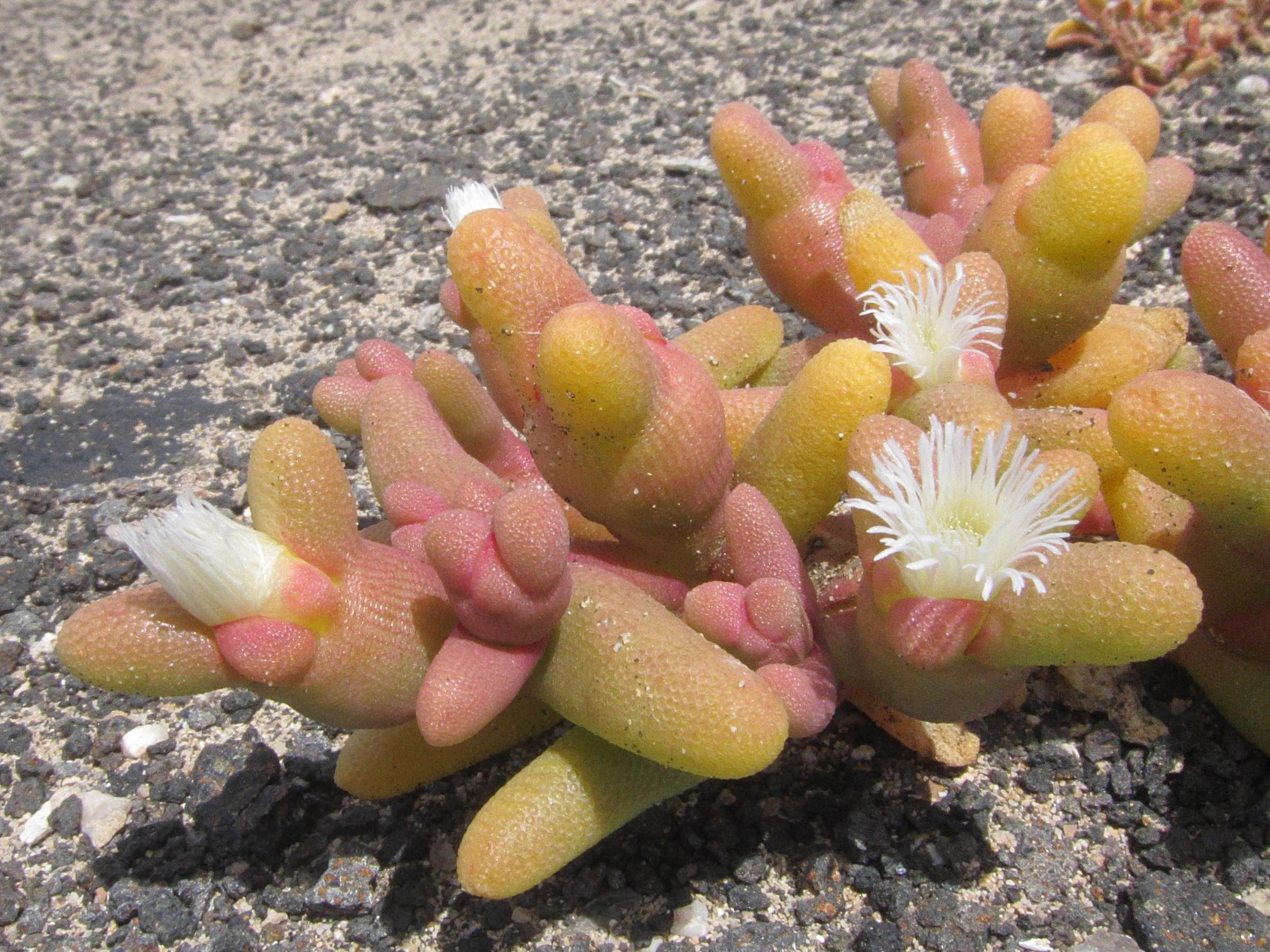 Afficher le média mesembryanthemum_theurkauffii2bd mesembryanthemum_theurkauffii2bd