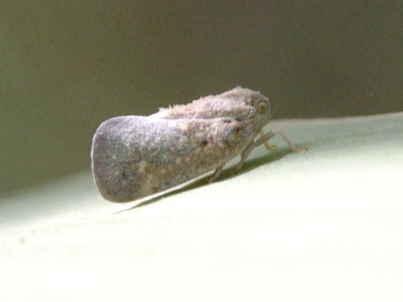 metcalfa_pruinosa2bd