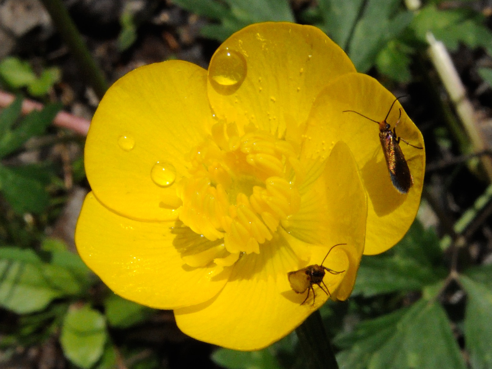 micropterix_calthella2sd