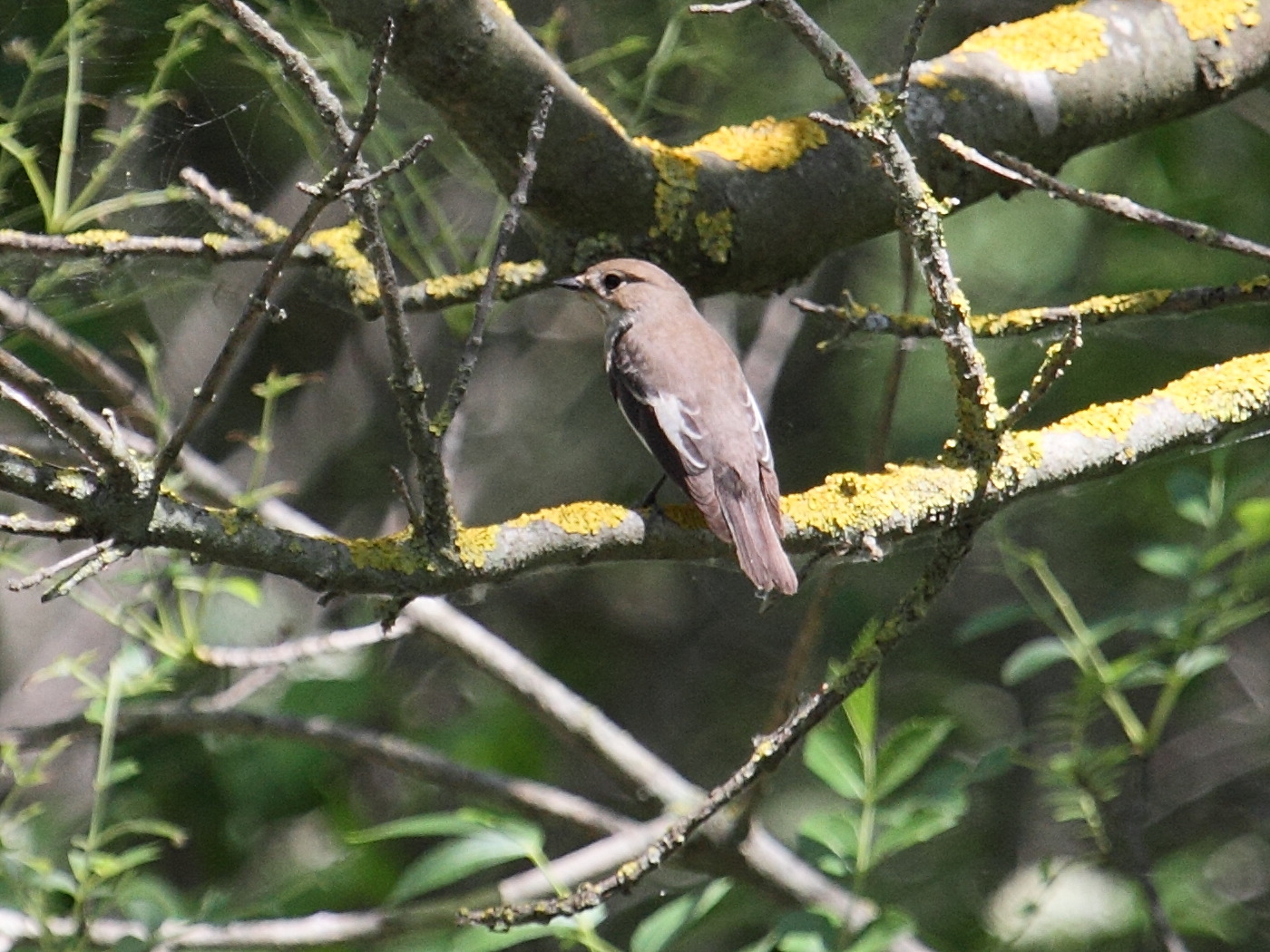 Muscicapa_atricapilla