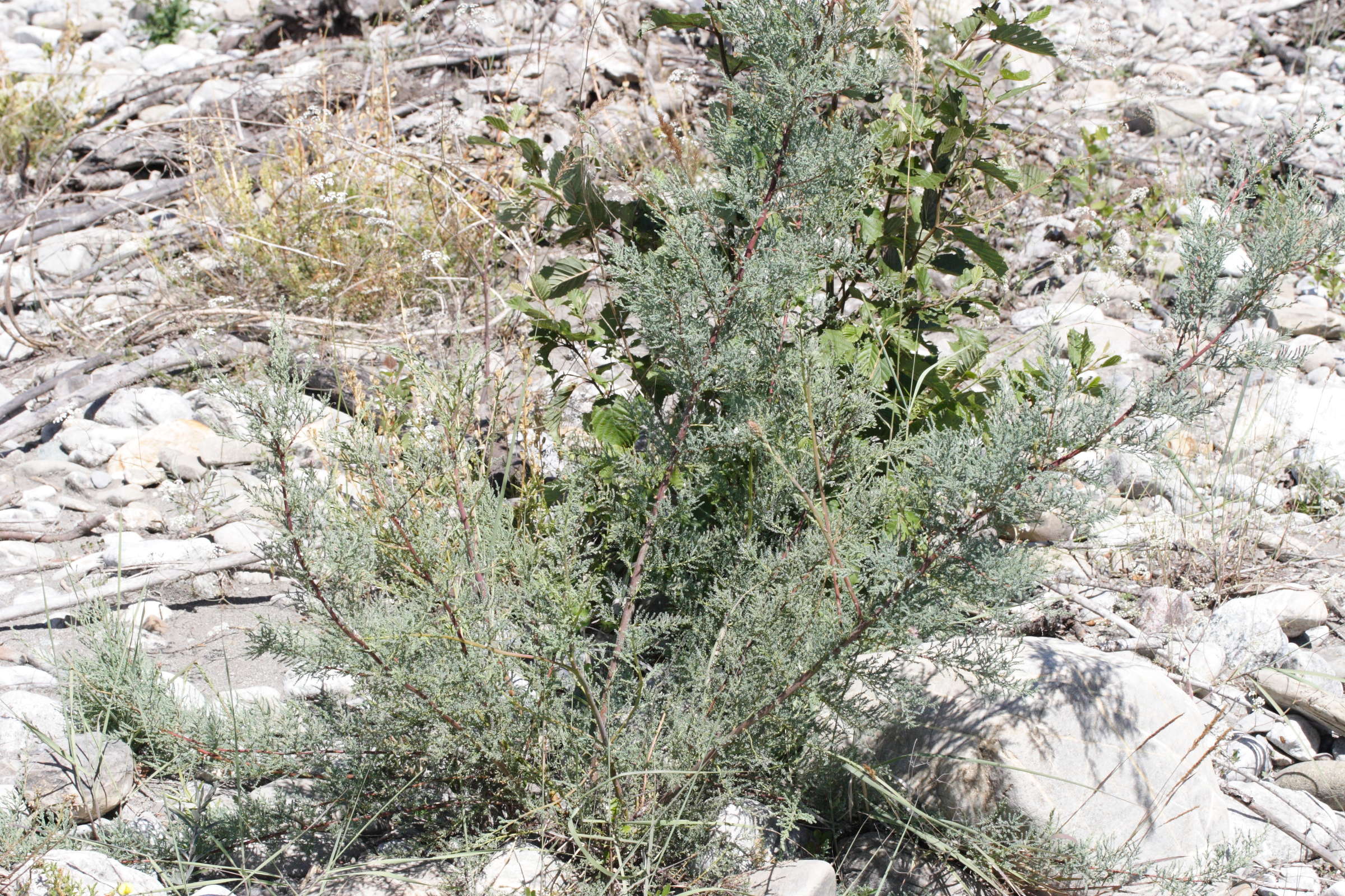 myricaria_germanica1md