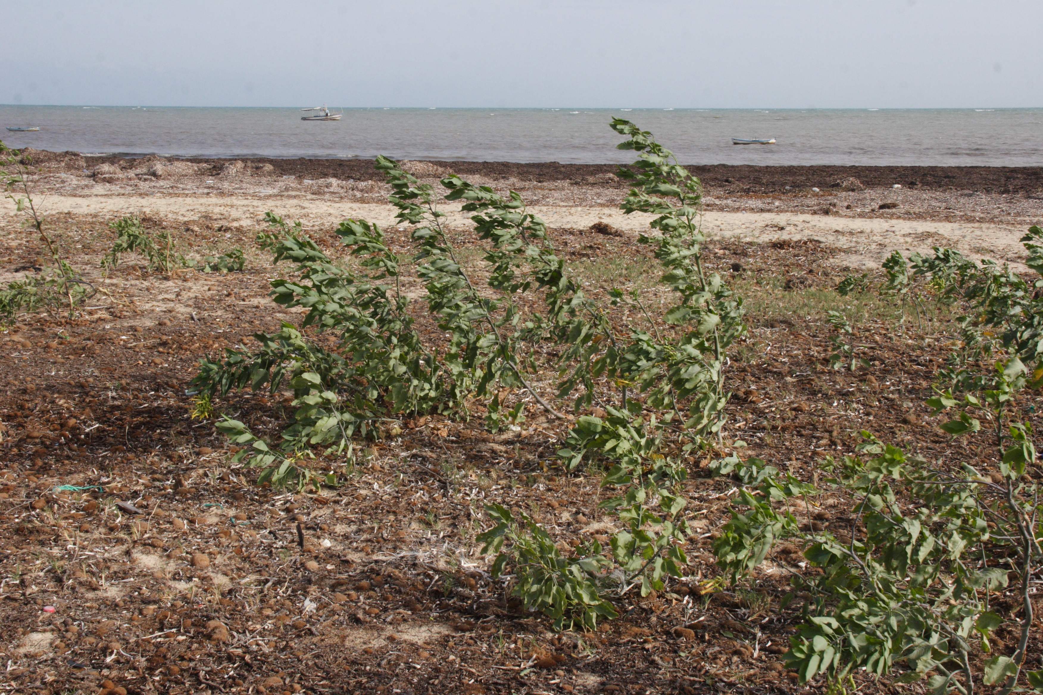 nicotiana_glauca4abd