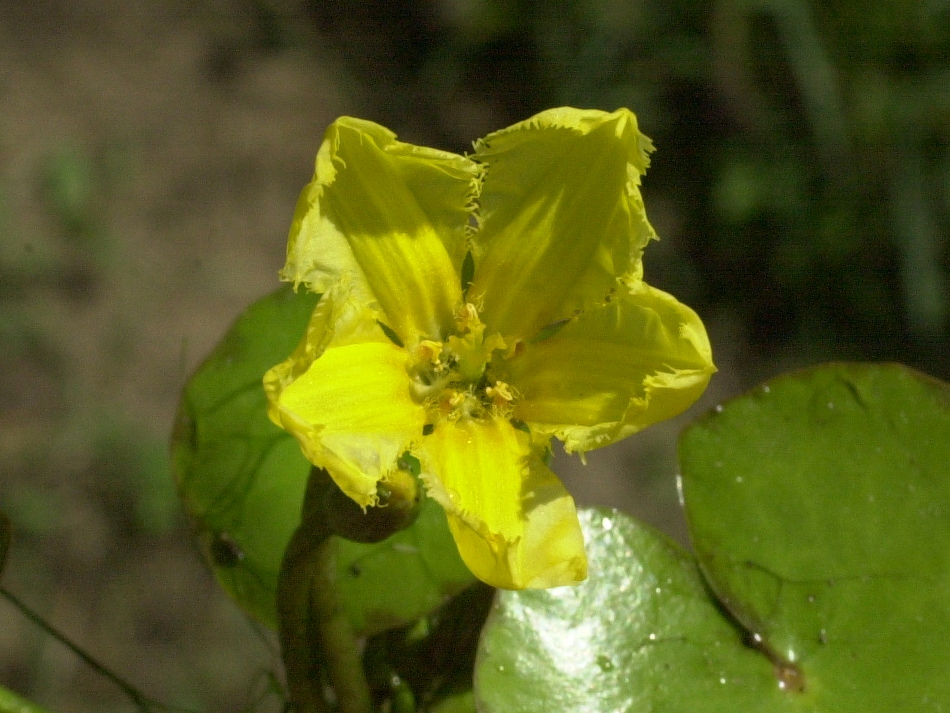 nymphoides_peltata2md