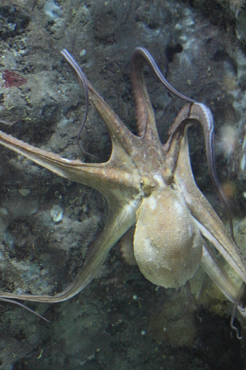 octopus_vulgaris2bd