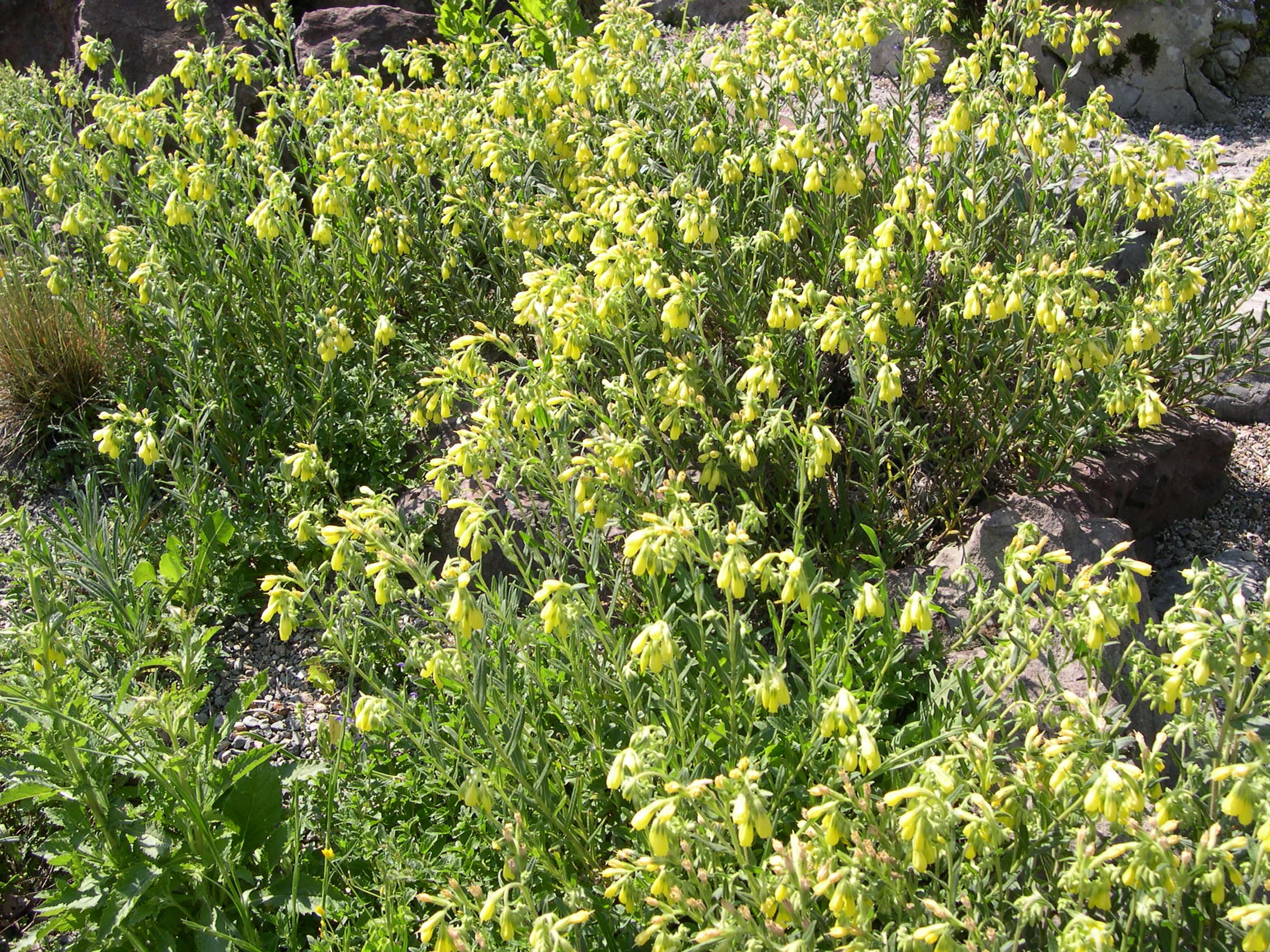 Afficher le média Onosma_helvetica Onosma_helvetica