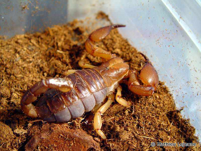 opisthophthalmus_glabifrons2ml