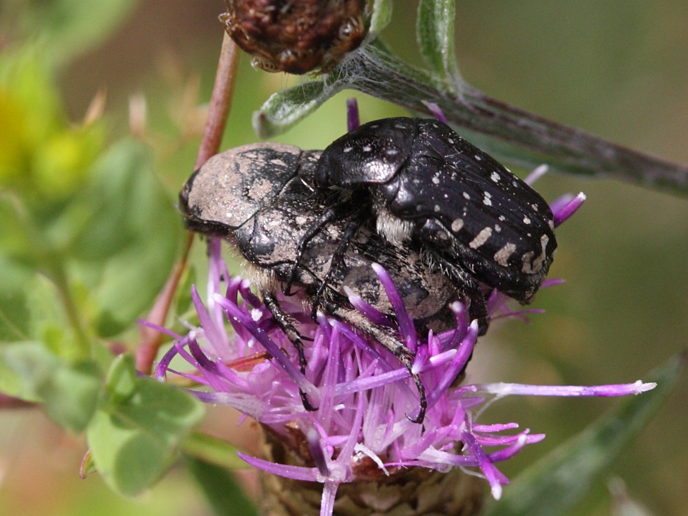 oxythyrea_funesta3bbd