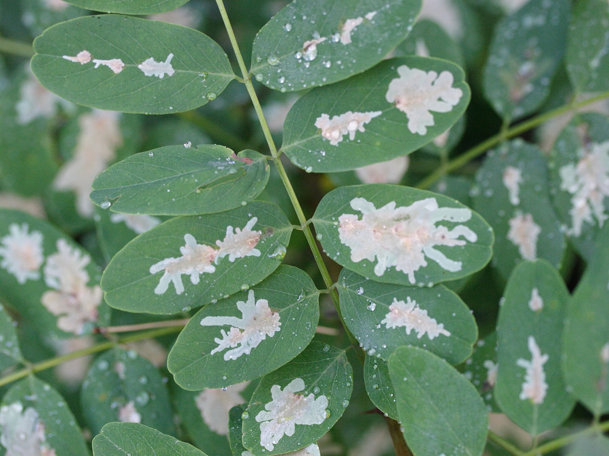 parectopa_robiniella2md