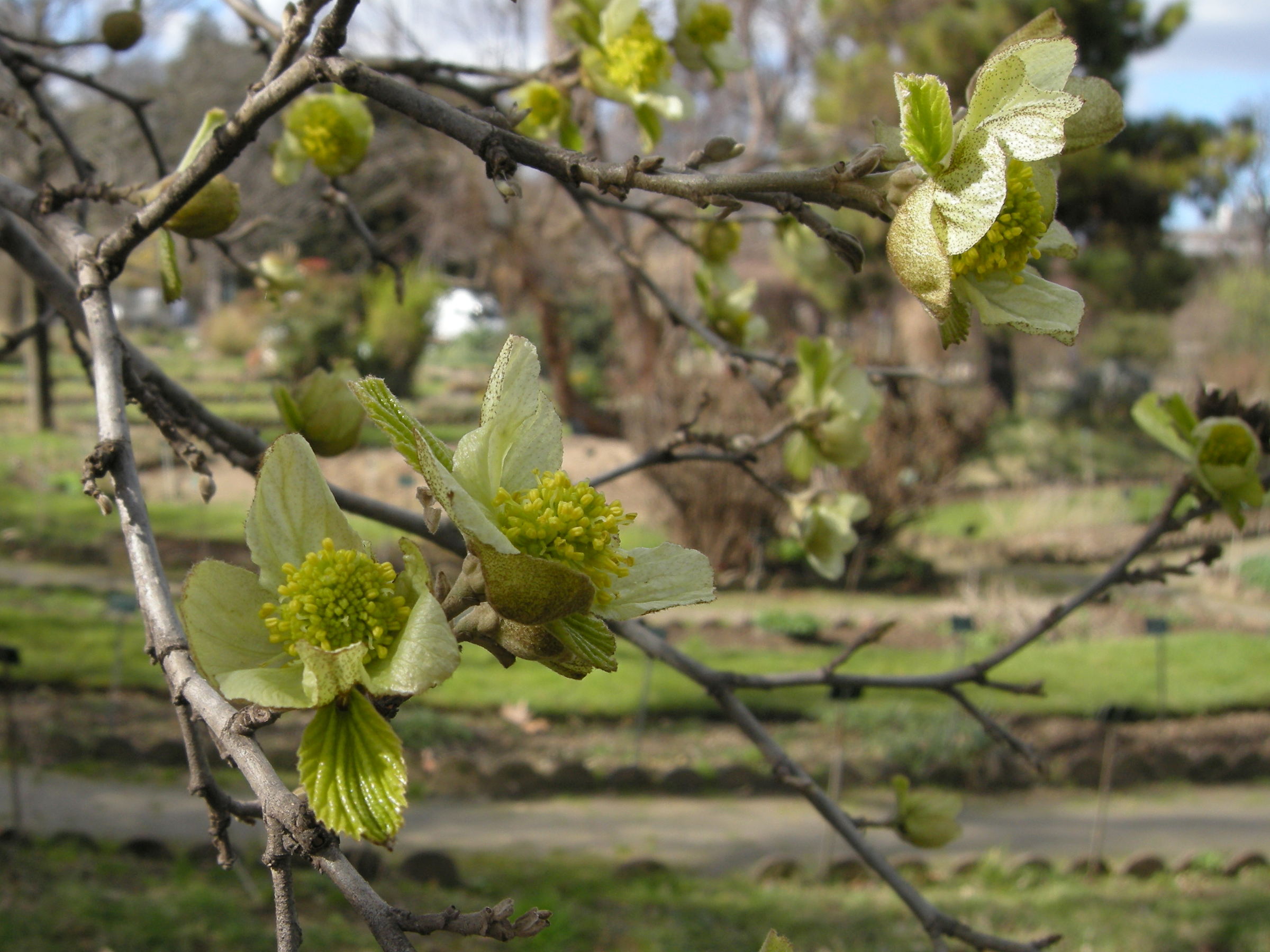 Afficher le média parrotiopsis_jacquemontiana2md parrotiopsis_jacquemontiana2md
