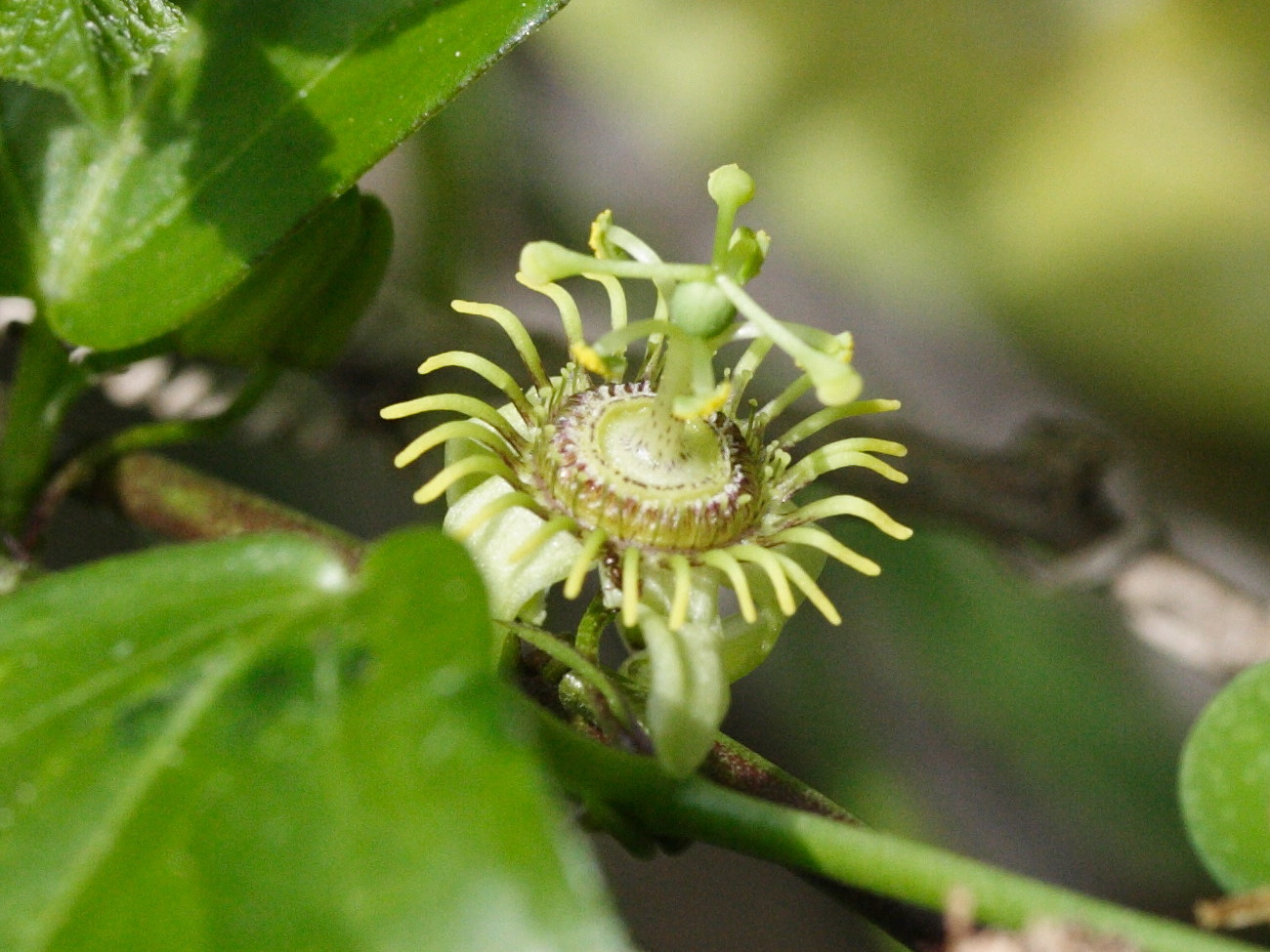 passiflora_suberosa3md