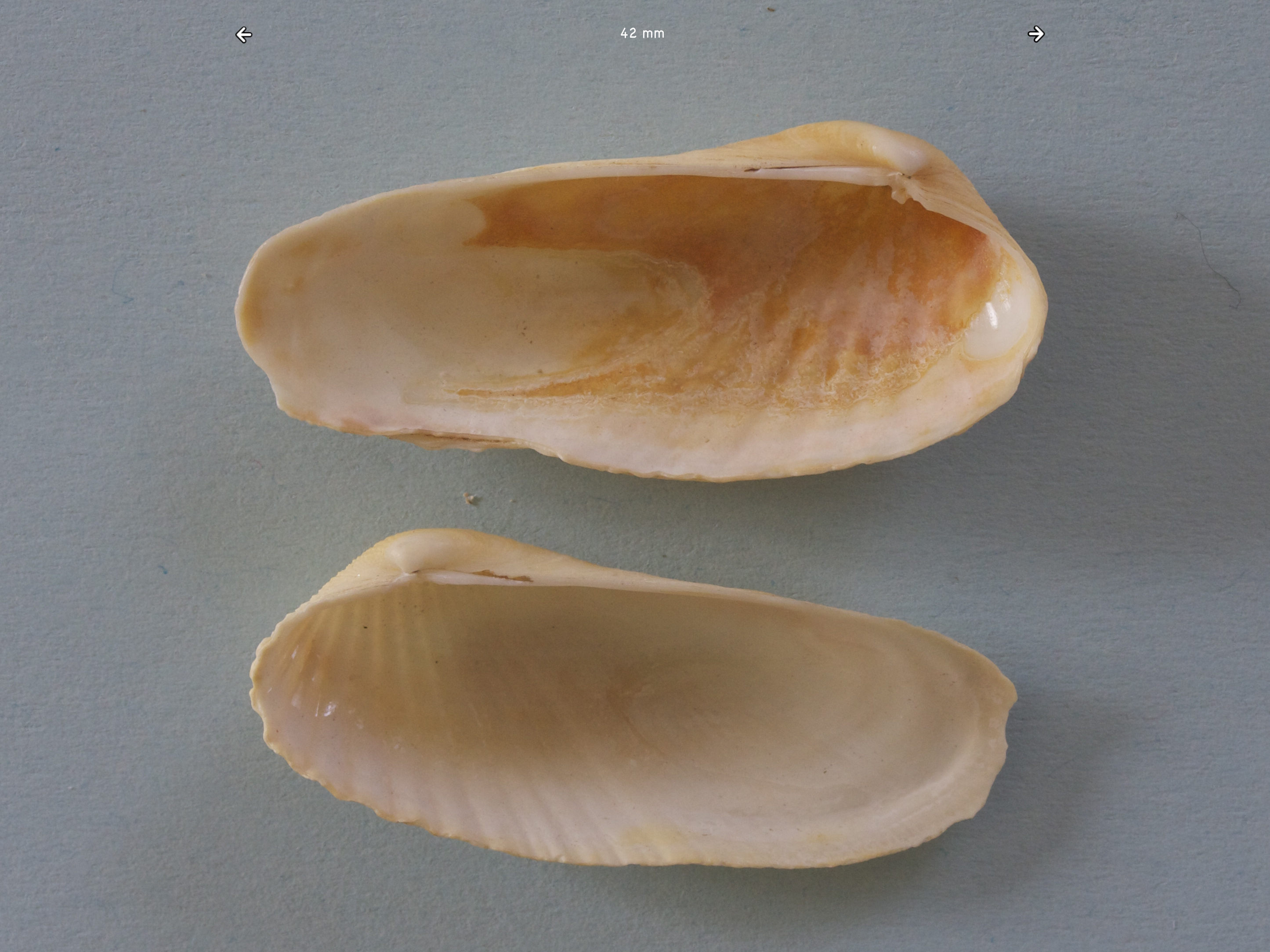 petricola_pholadiformis2md