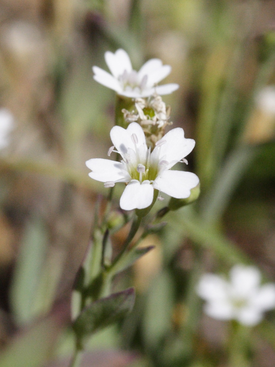 petrocoptis_pyrenaica2md