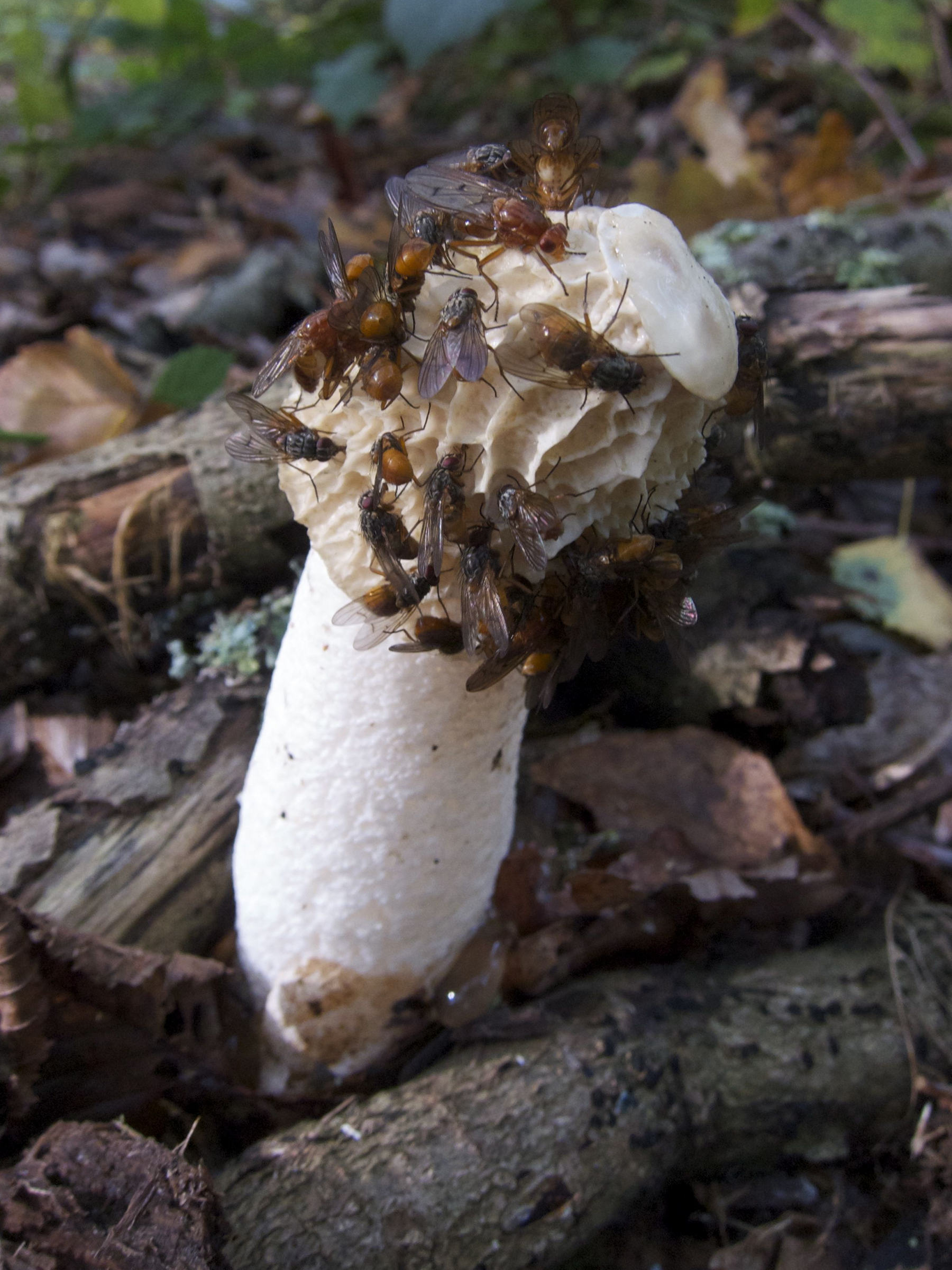 phallus_impudicus7bd