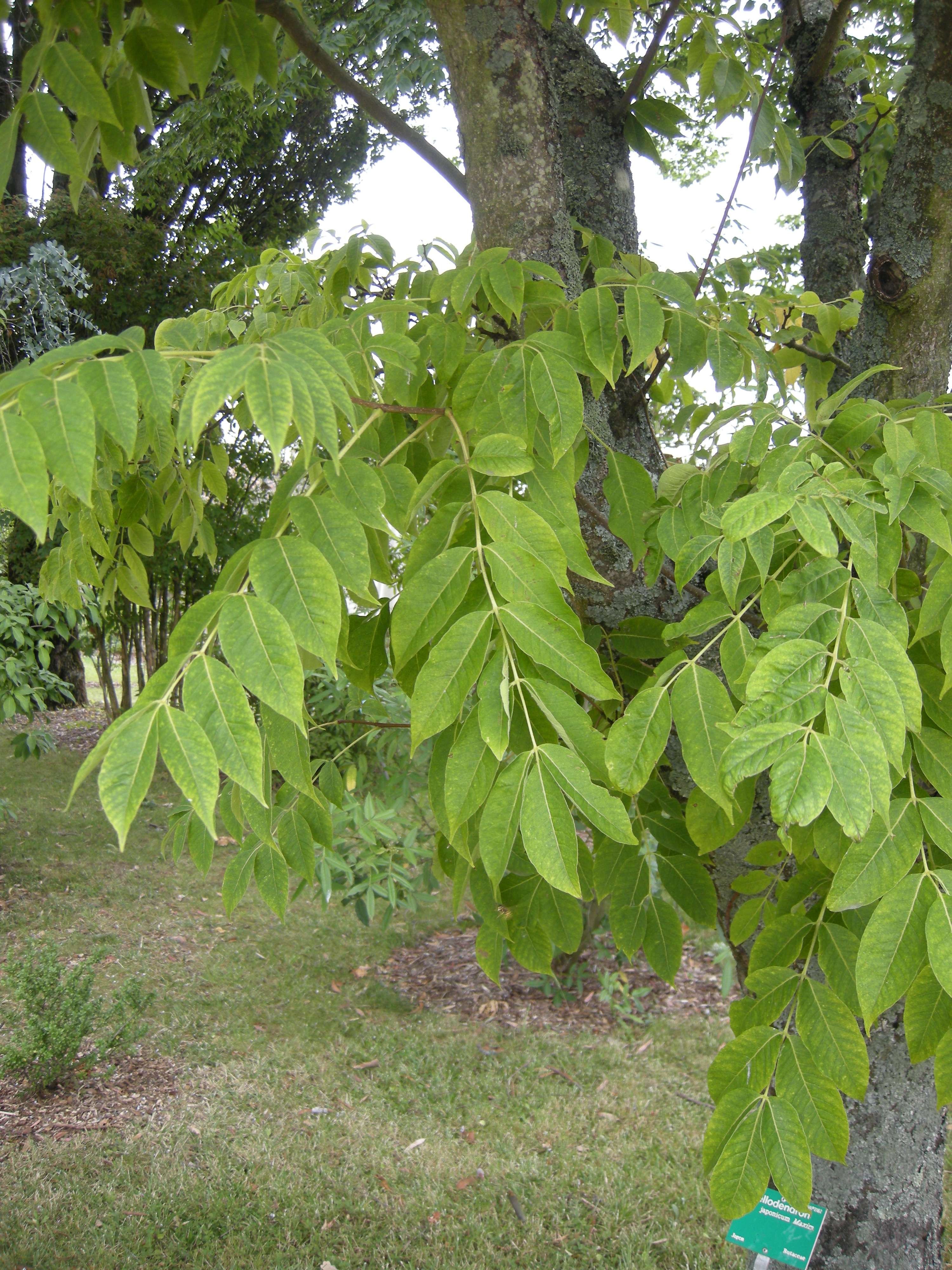 Afficher le média phellodendron_japonicum2bd phellodendron_japonicum2bd