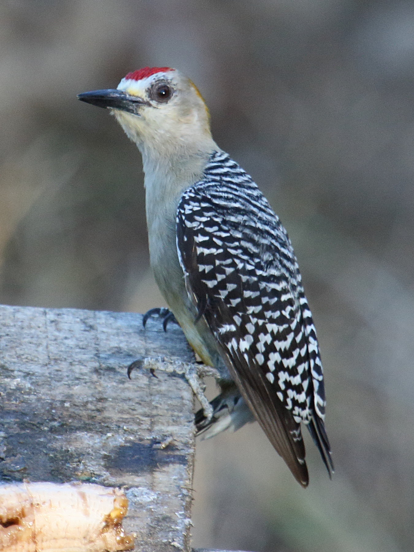 pic_de_hoffmann_-_melanerpes_hoffmannii2bd