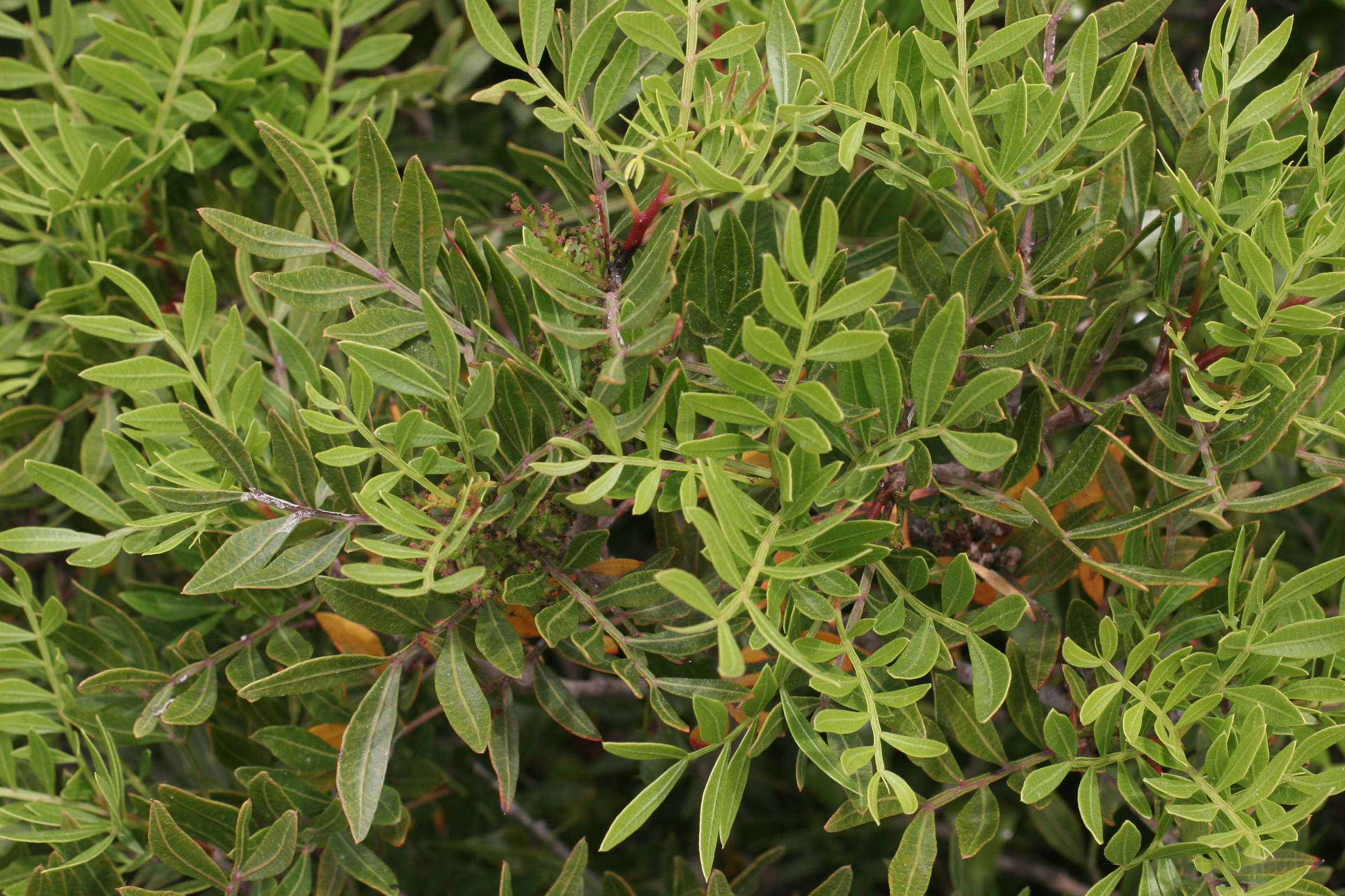 Afficher le média pistacia_lentiscus2md pistacia_lentiscus2md