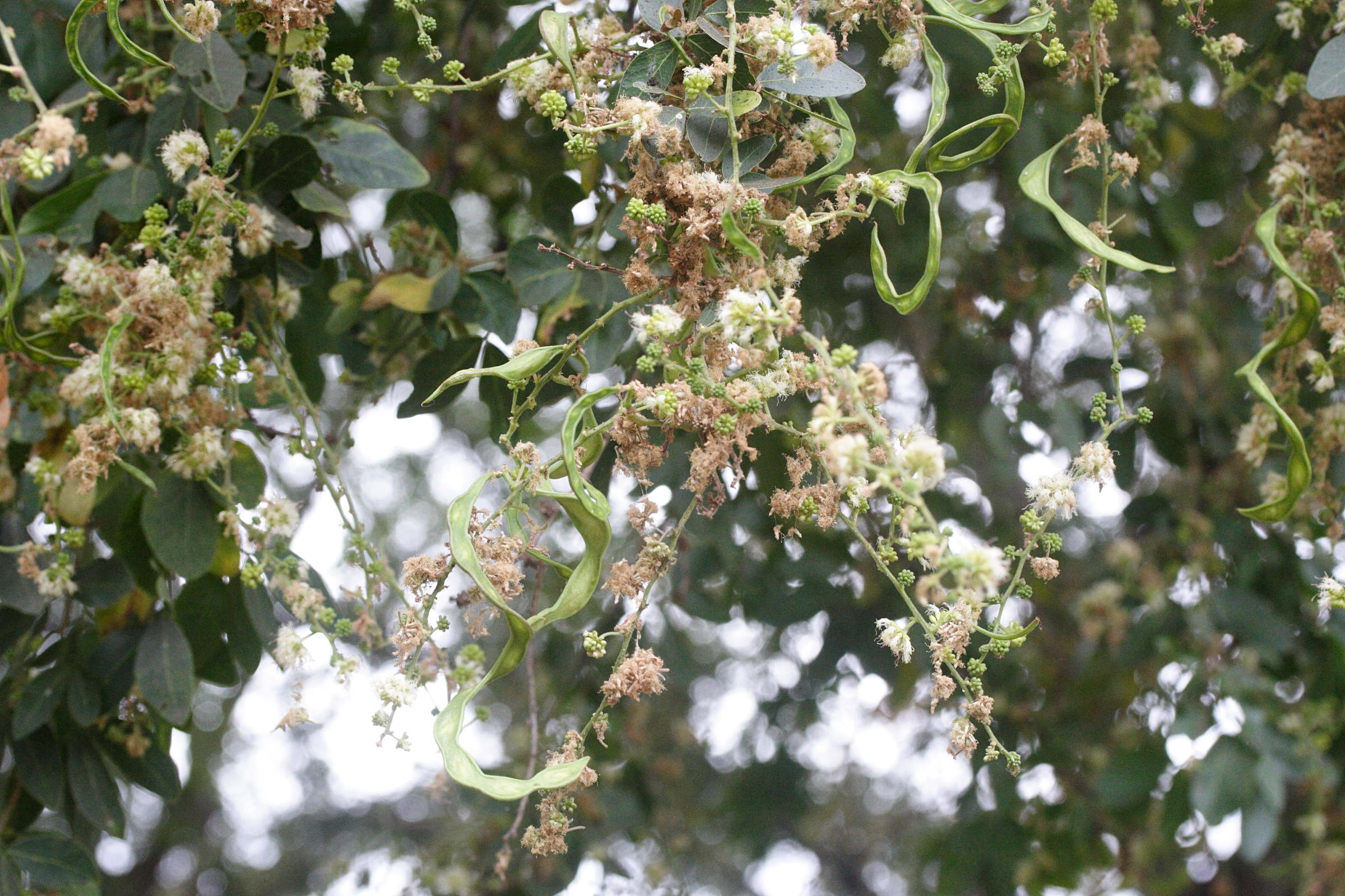 Afficher le média pithecellobium_dulce4md pithecellobium_dulce4md