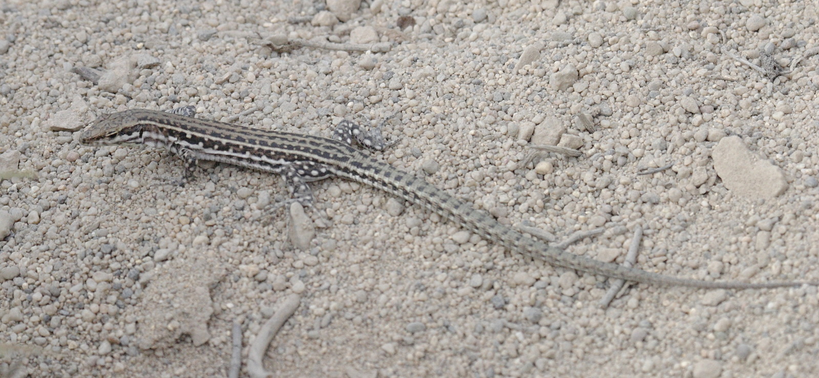 podarcis_tiliguerta2bd