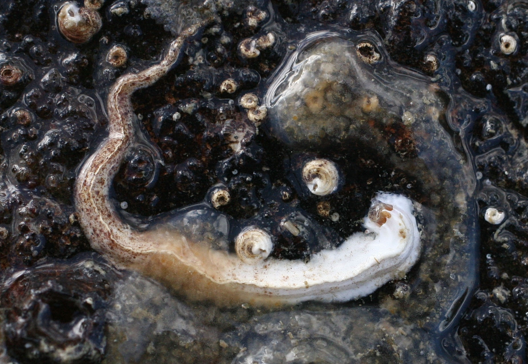 pomatoceros_lamarcki2md