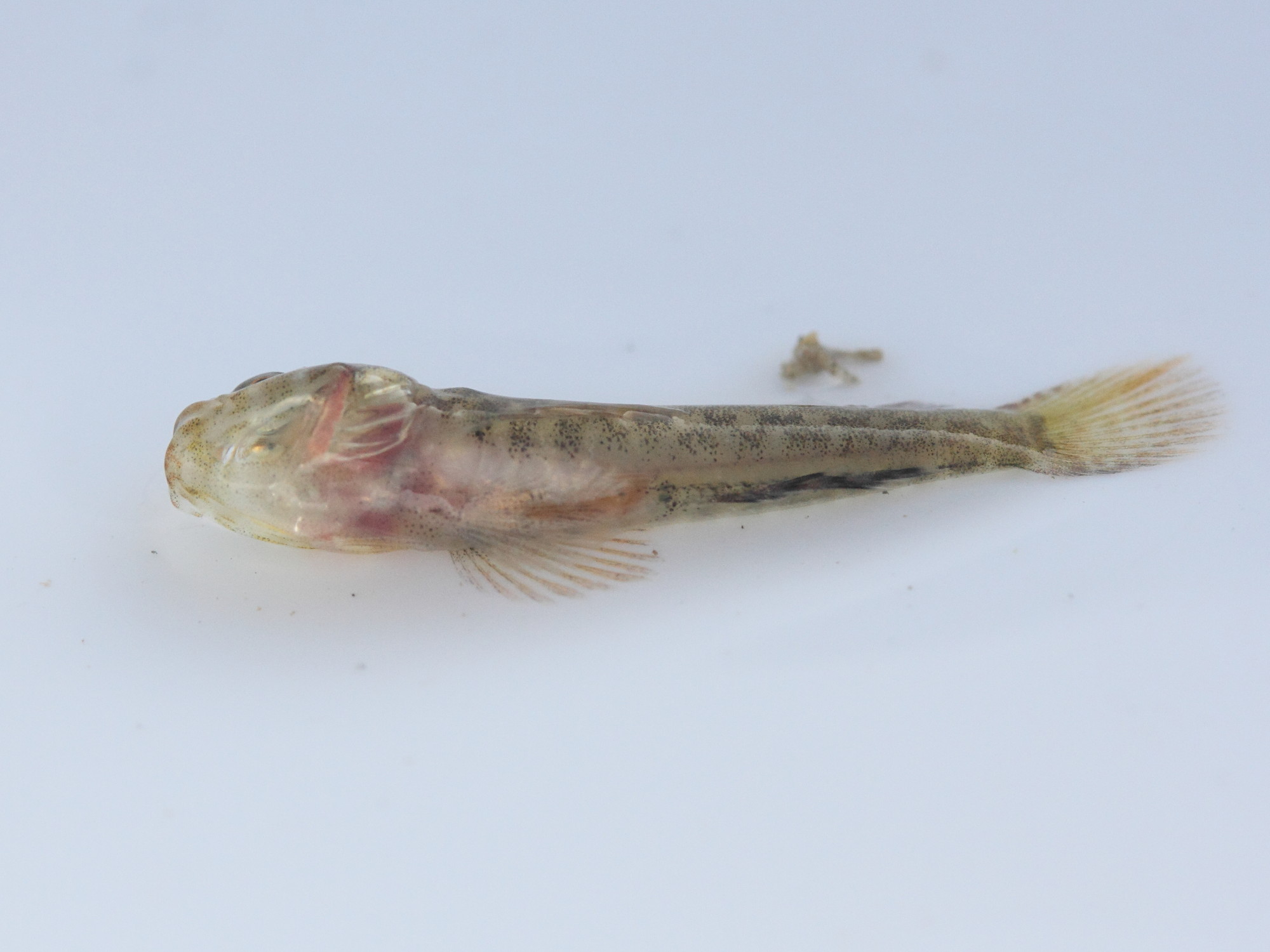 Pomatoschistus_microps