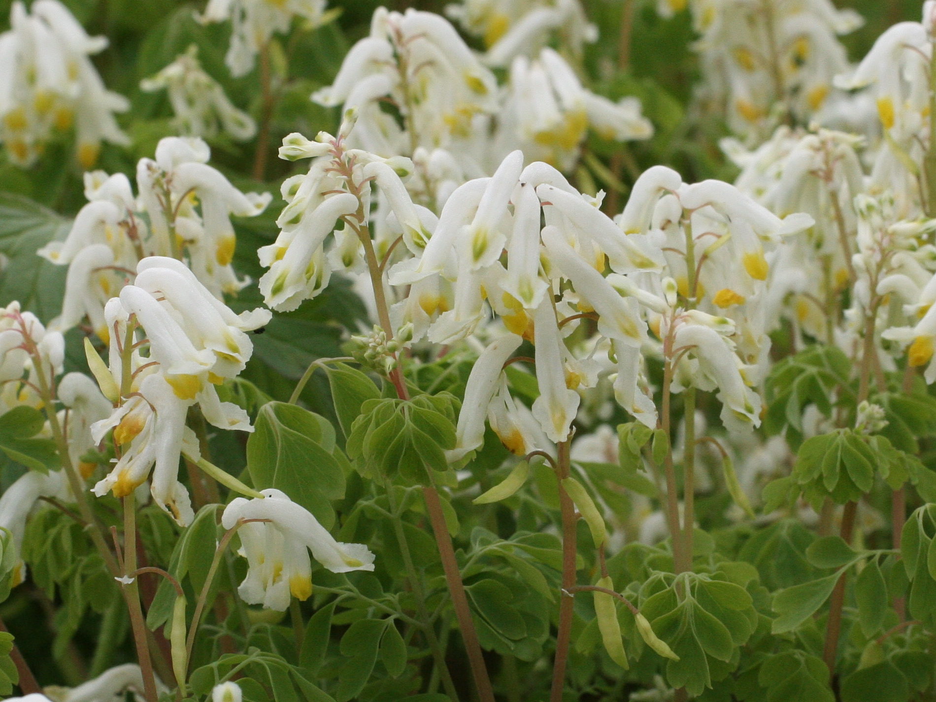 Afficher le média pseudofumaria_alba2md pseudofumaria_alba2md