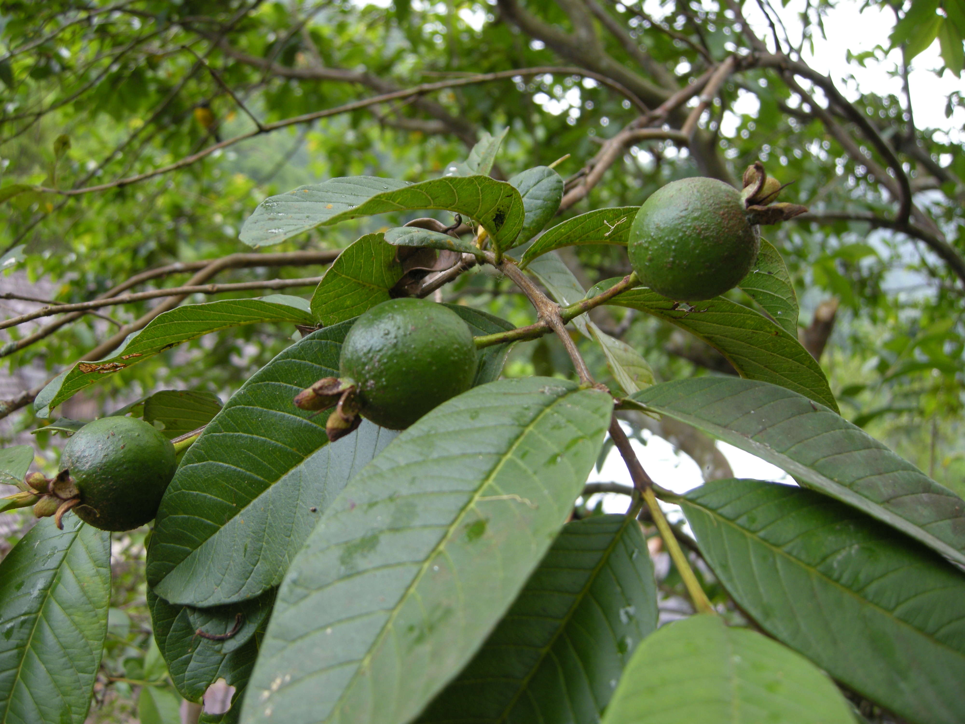 psidium_guajava3md