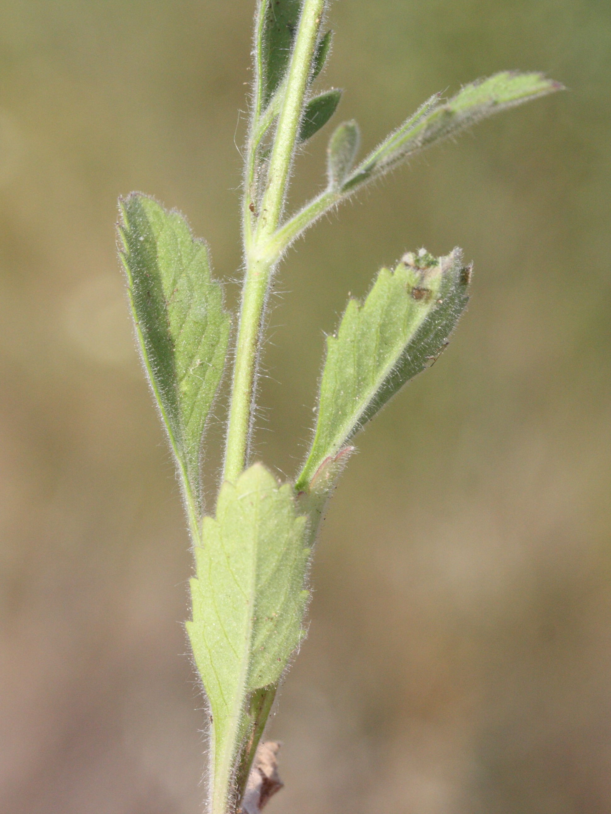 pterocephalus_plumosus4md