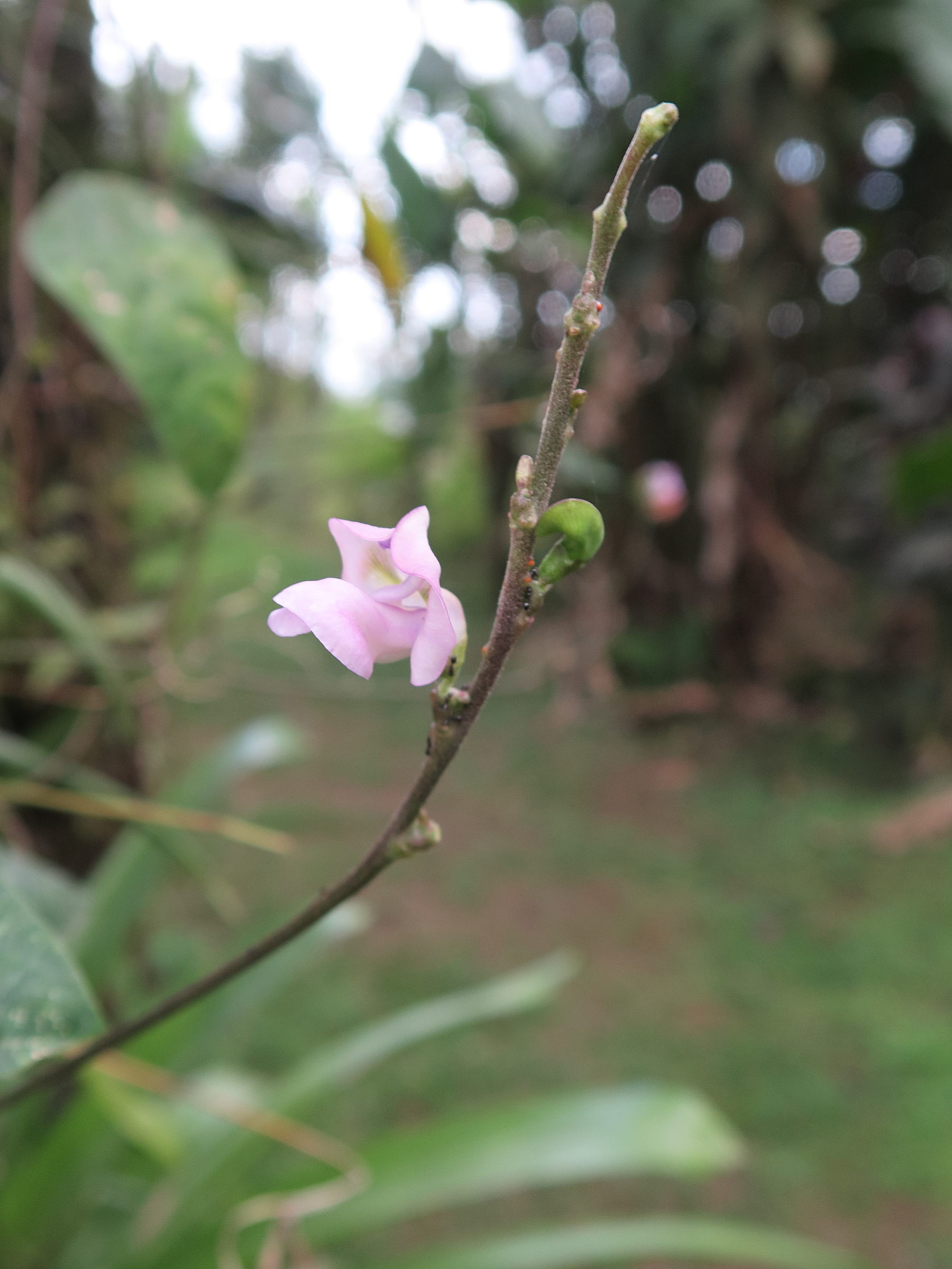 pueraria_phaseoloides3md