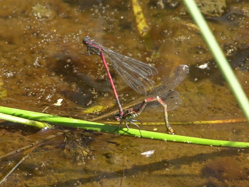 Afficher le média pyrrhosoma_nymphula2md pyrrhosoma_nymphula2md