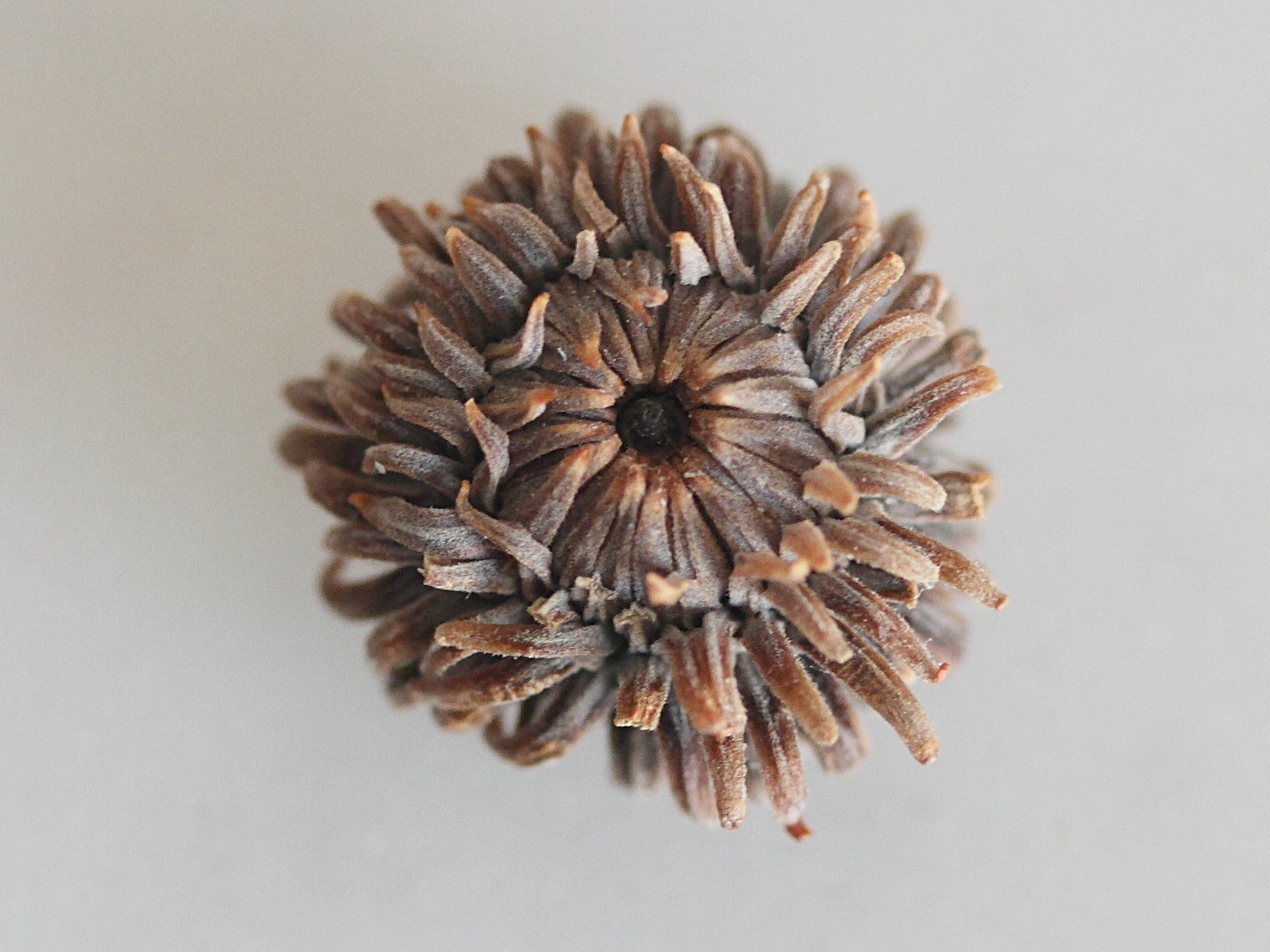 quercus_acutissima5md