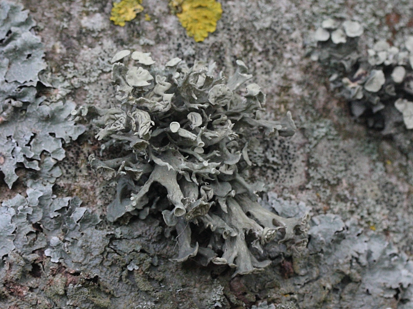 ramalina_fastigiata1md