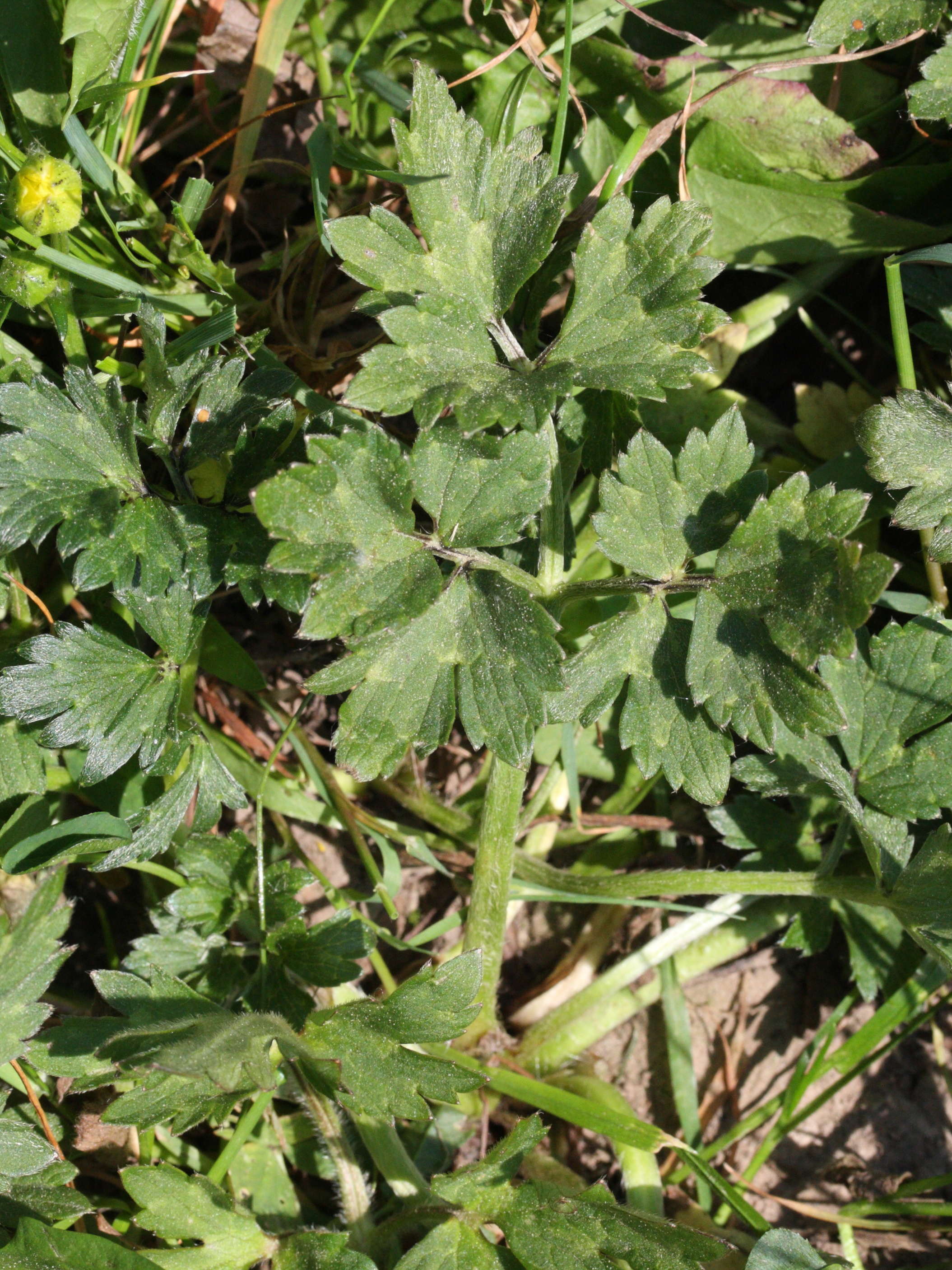 Afficher le média ranunculus_repens4bmd ranunculus_repens4bmd