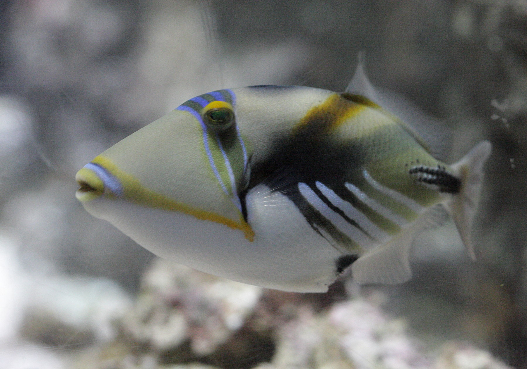 rhinecanthus_aculeatus1bd