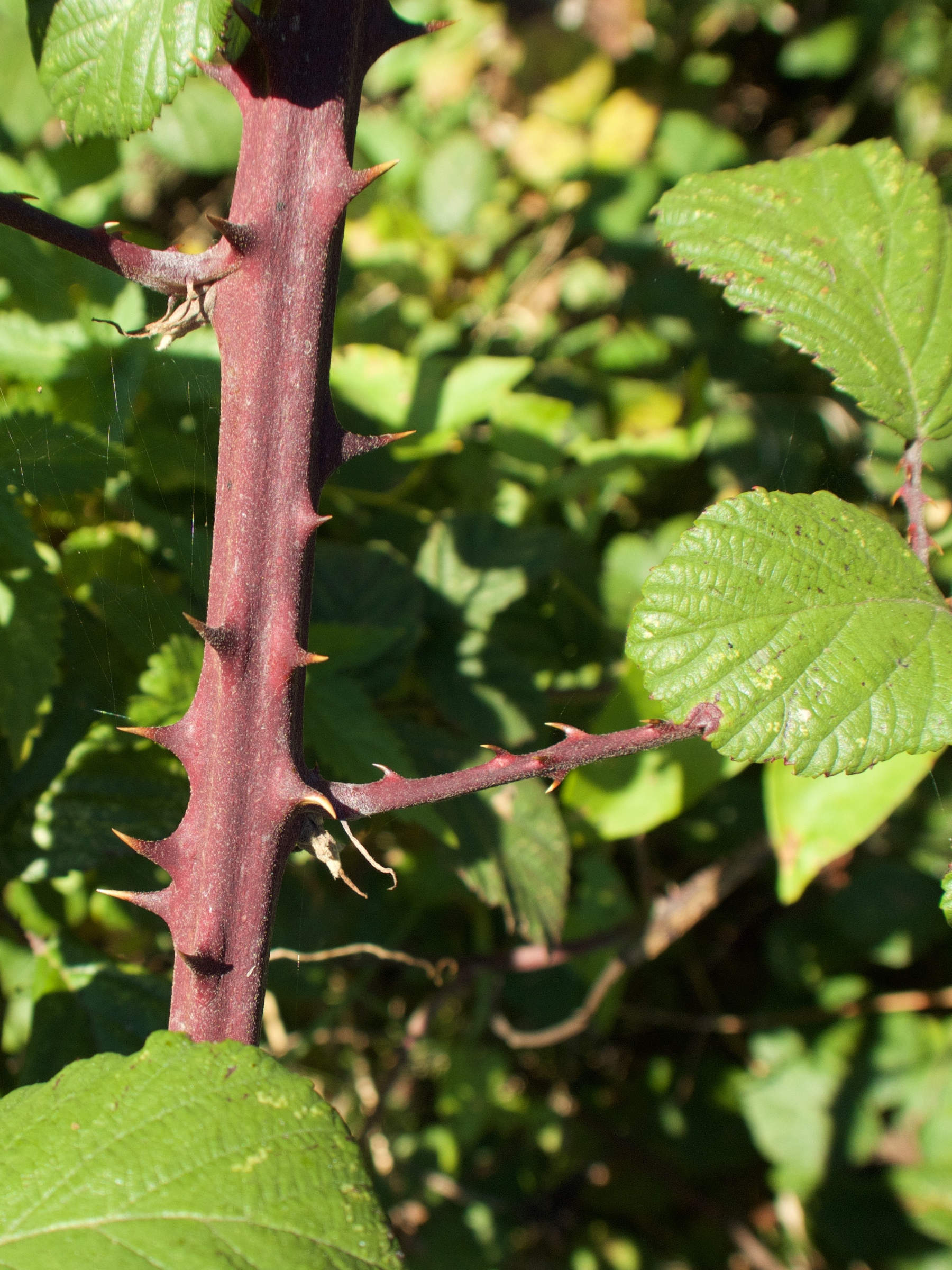 rubus_aggr_fruticosus4md