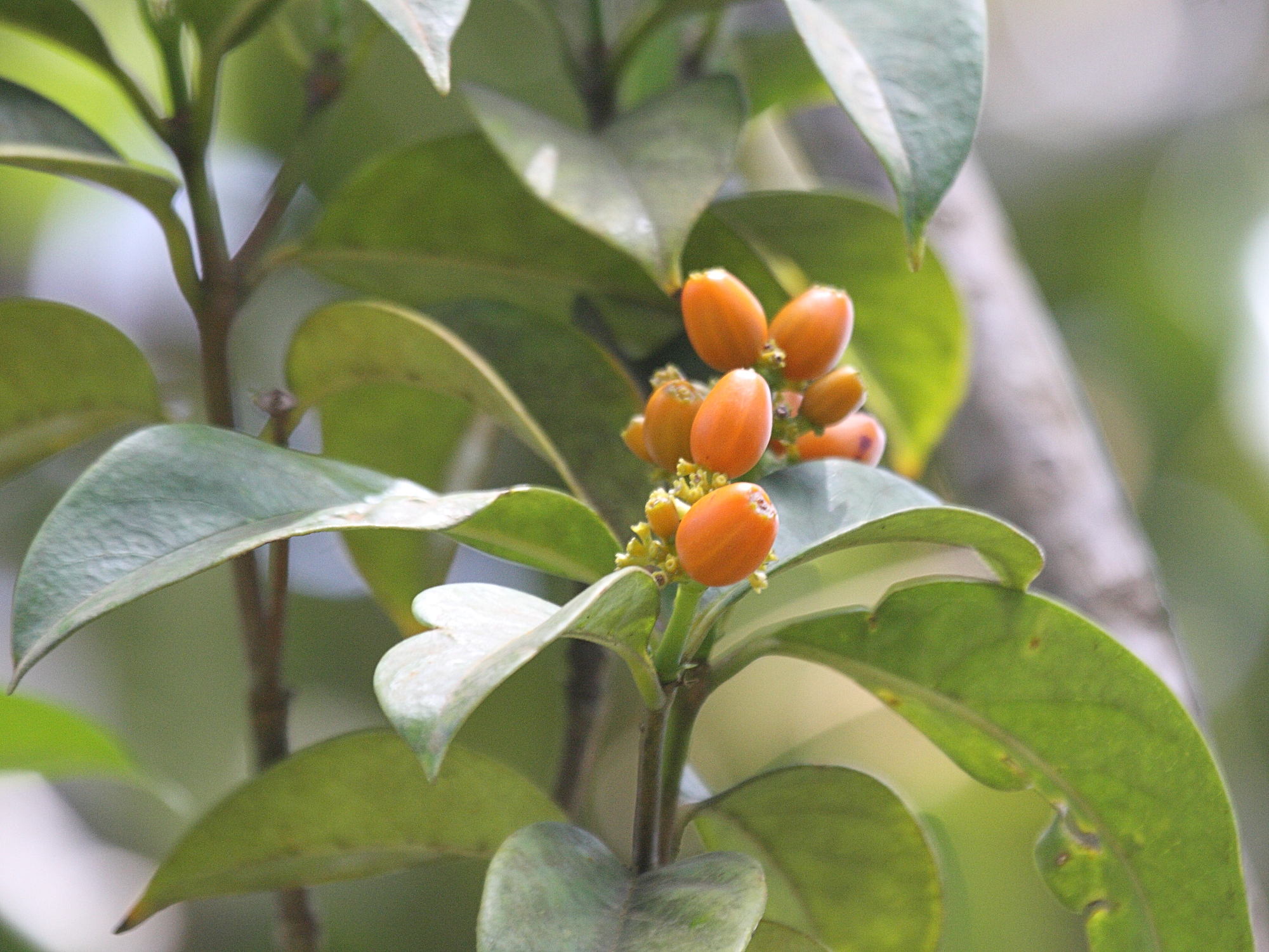 rudgea_citrifolia1bd