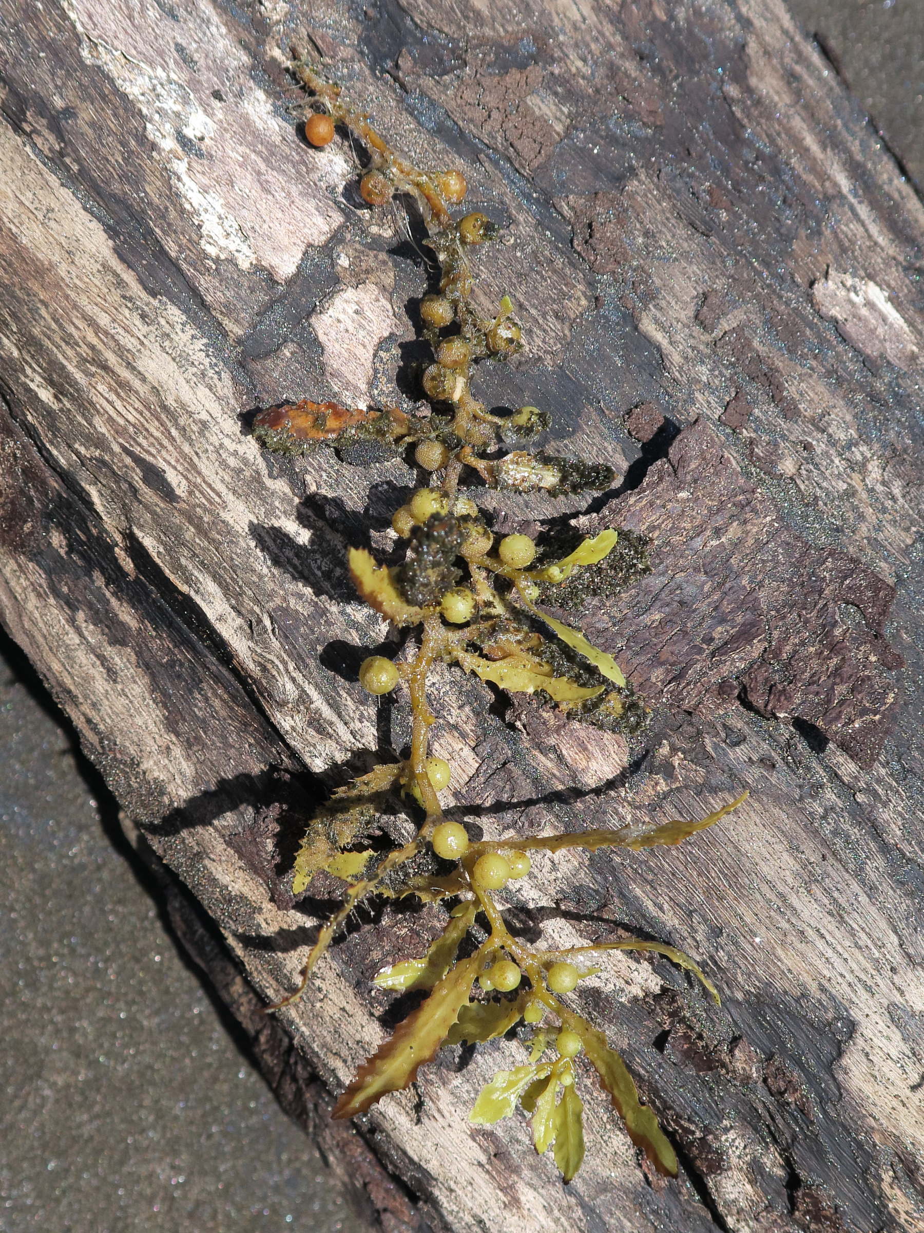 sargassum_fluitans1md