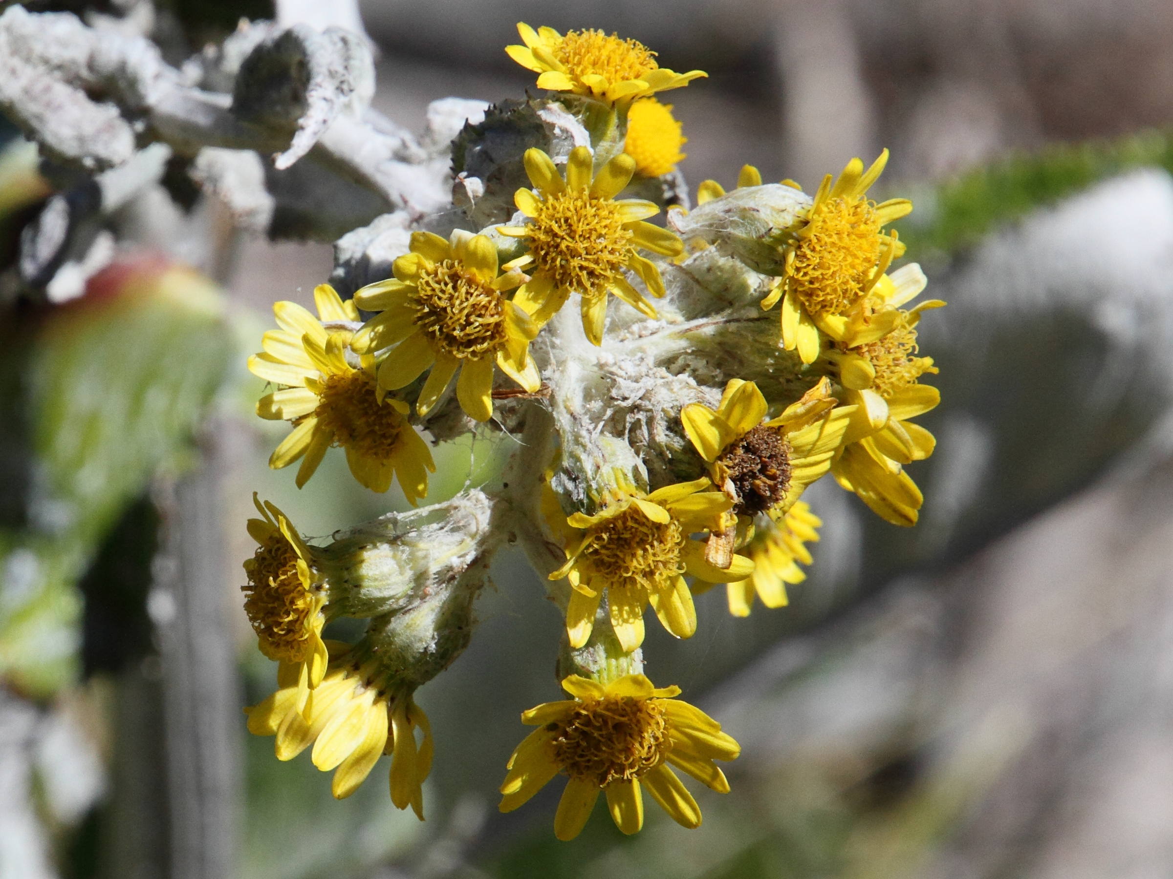 senecio_oerstedianus3md